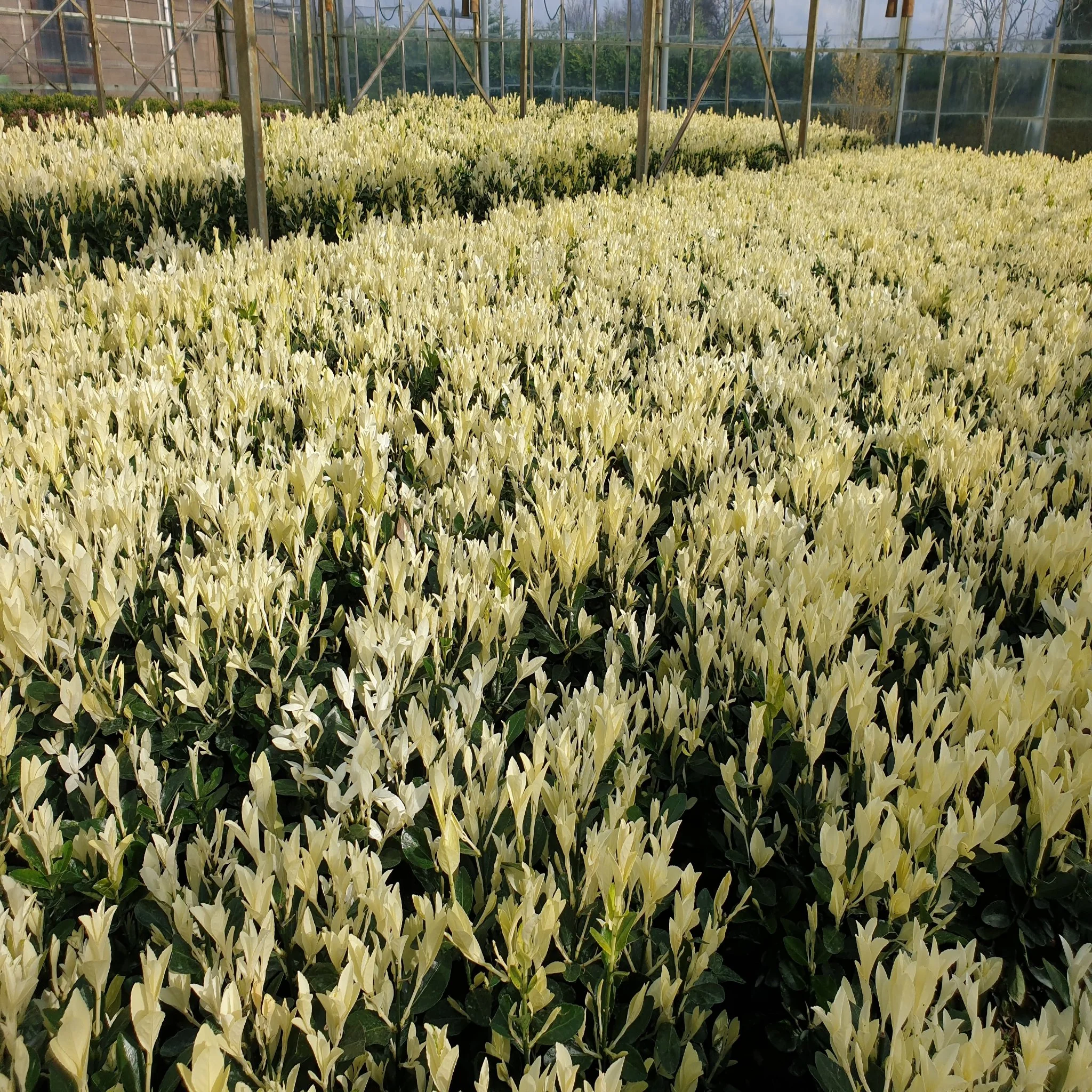 Euonymus japonica 'Himalaya' 9cm/2L/5L - Image 3
