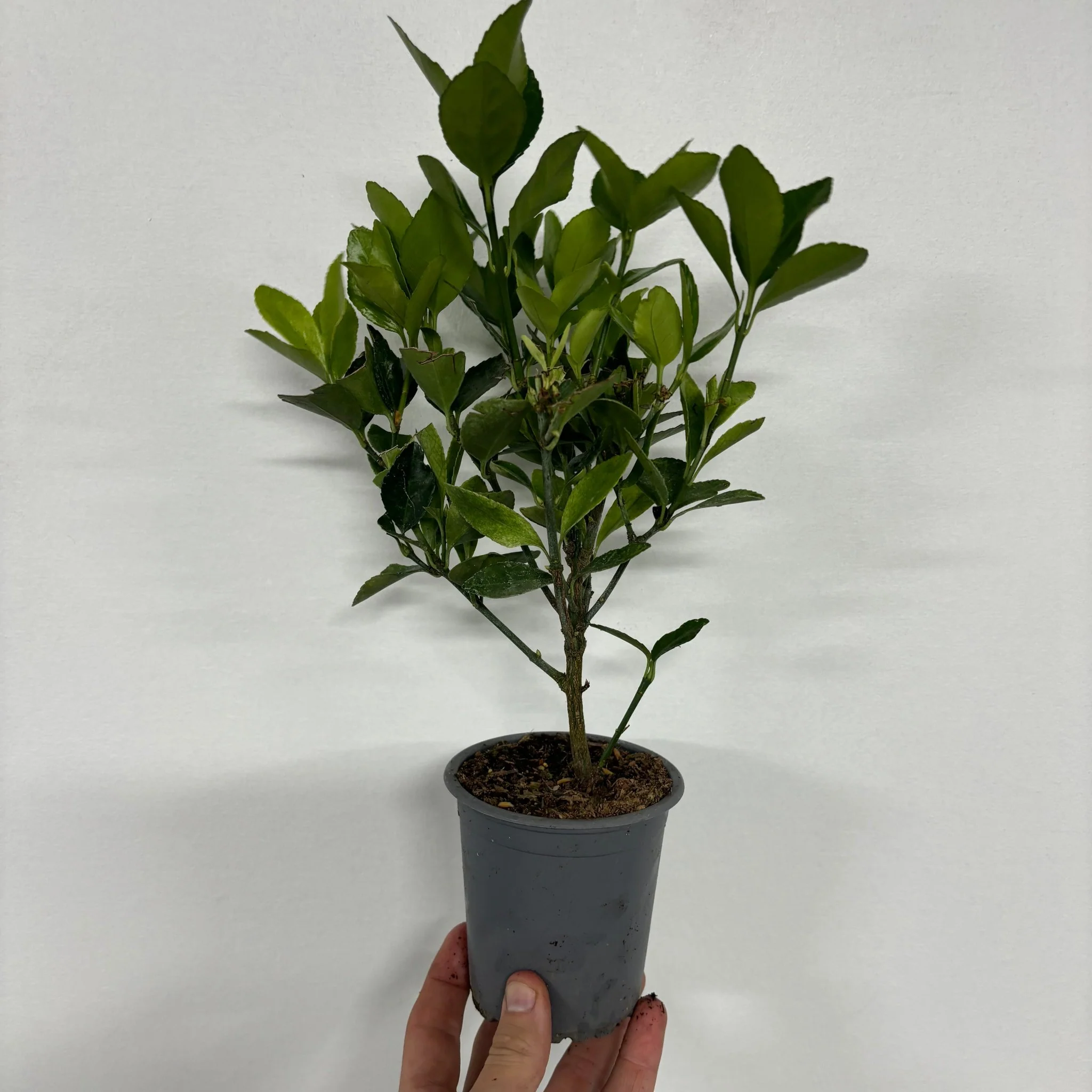 Euonymus japonica 'Himalaya' 9cm/2L/5L - Image 8