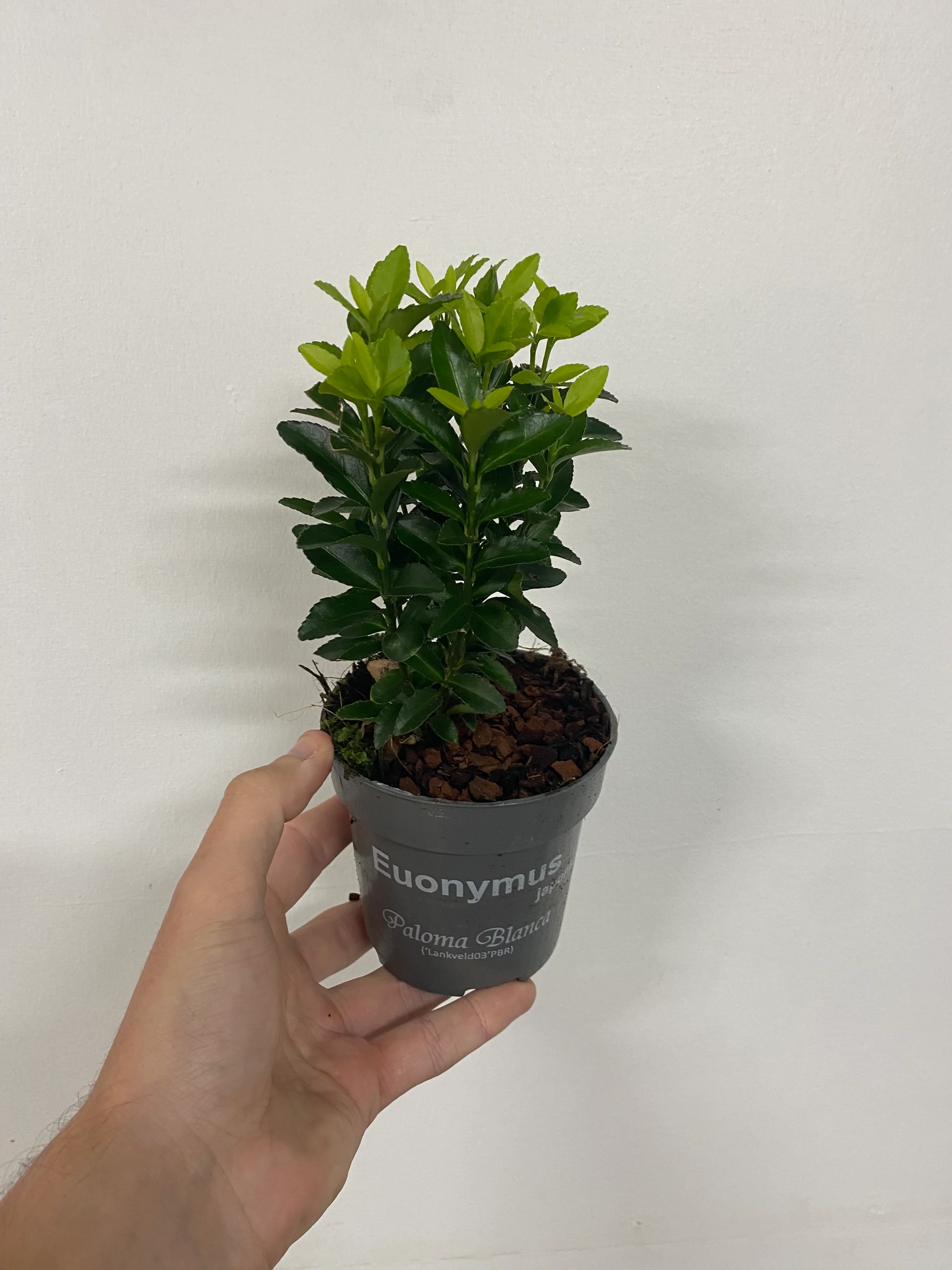 Euonymus fortunei 'Paloma Blanca' 9cm/1.5L/2L/5L (Multibuy Offers Available) - Image 4