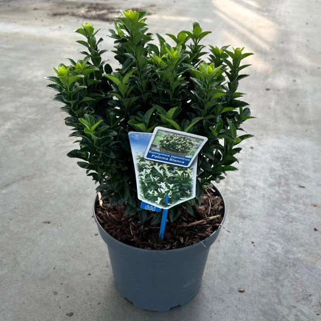 Euonymus fortunei 'Paloma Blanca' 9cm/1.5L/2L/5L (Multibuy Offers Available) - Image 6