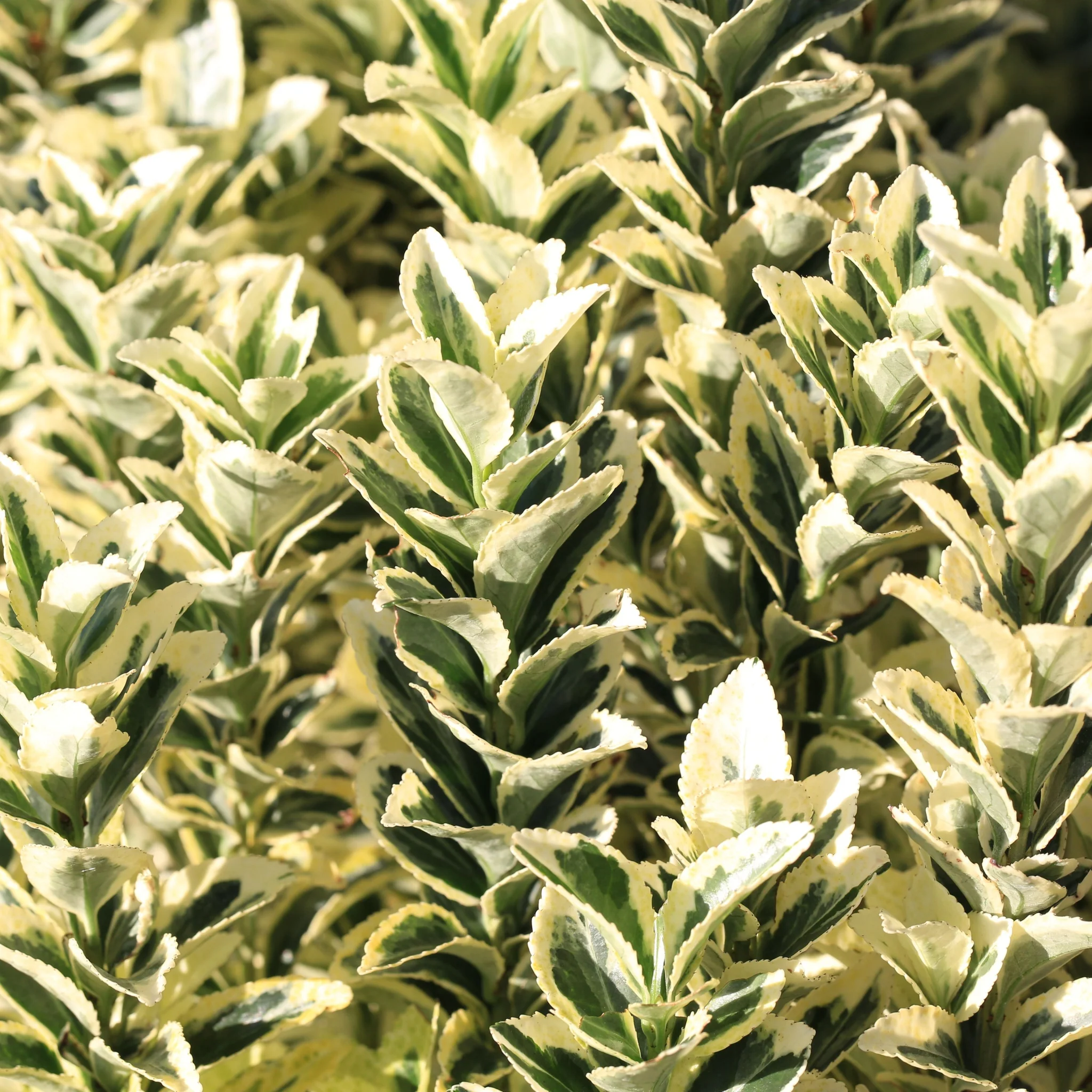 Euonymus japonicus 'White Spire' 9cm-4L (Multibuy Offers Available) - Image 5
