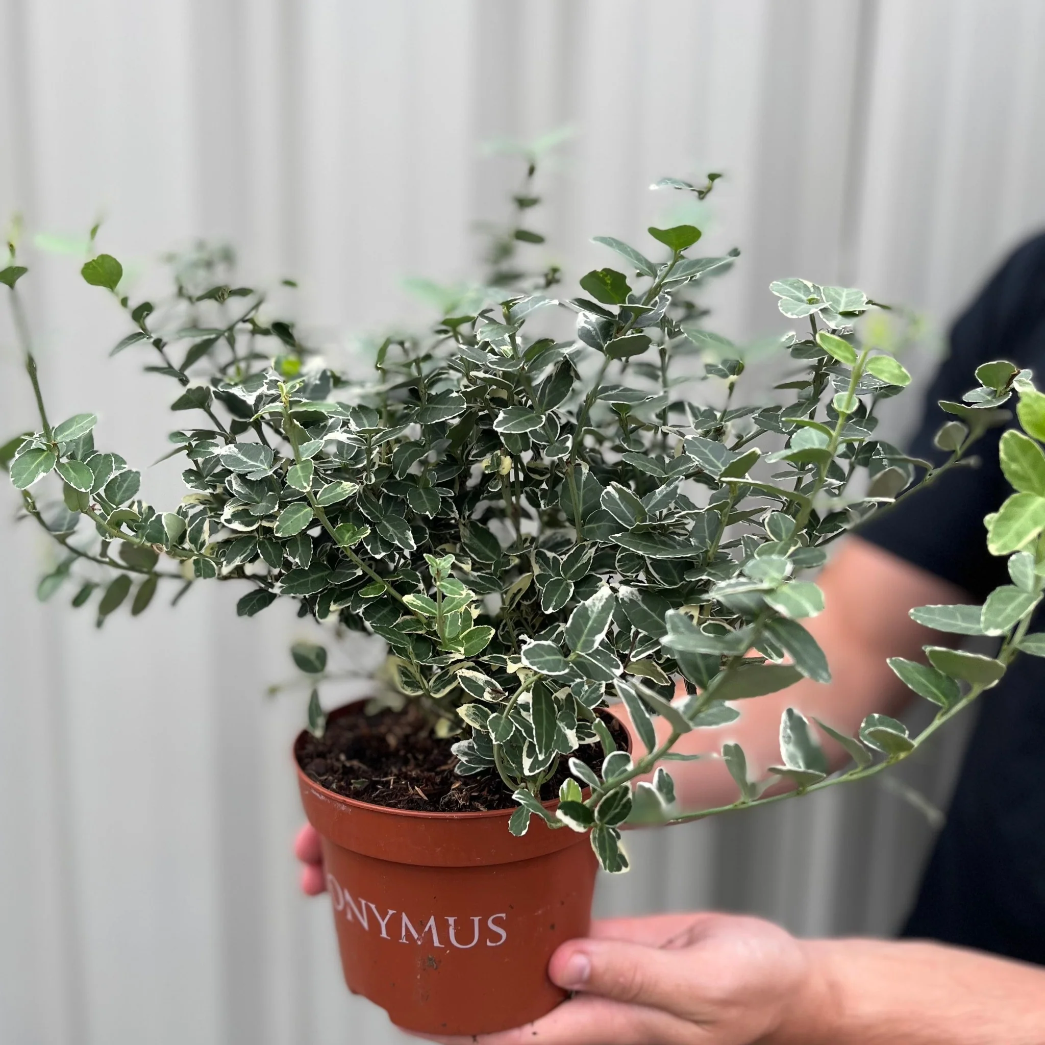 Euonymus fortunei €˜Emerald Gaiety€™ 1L / 5L - Image 3