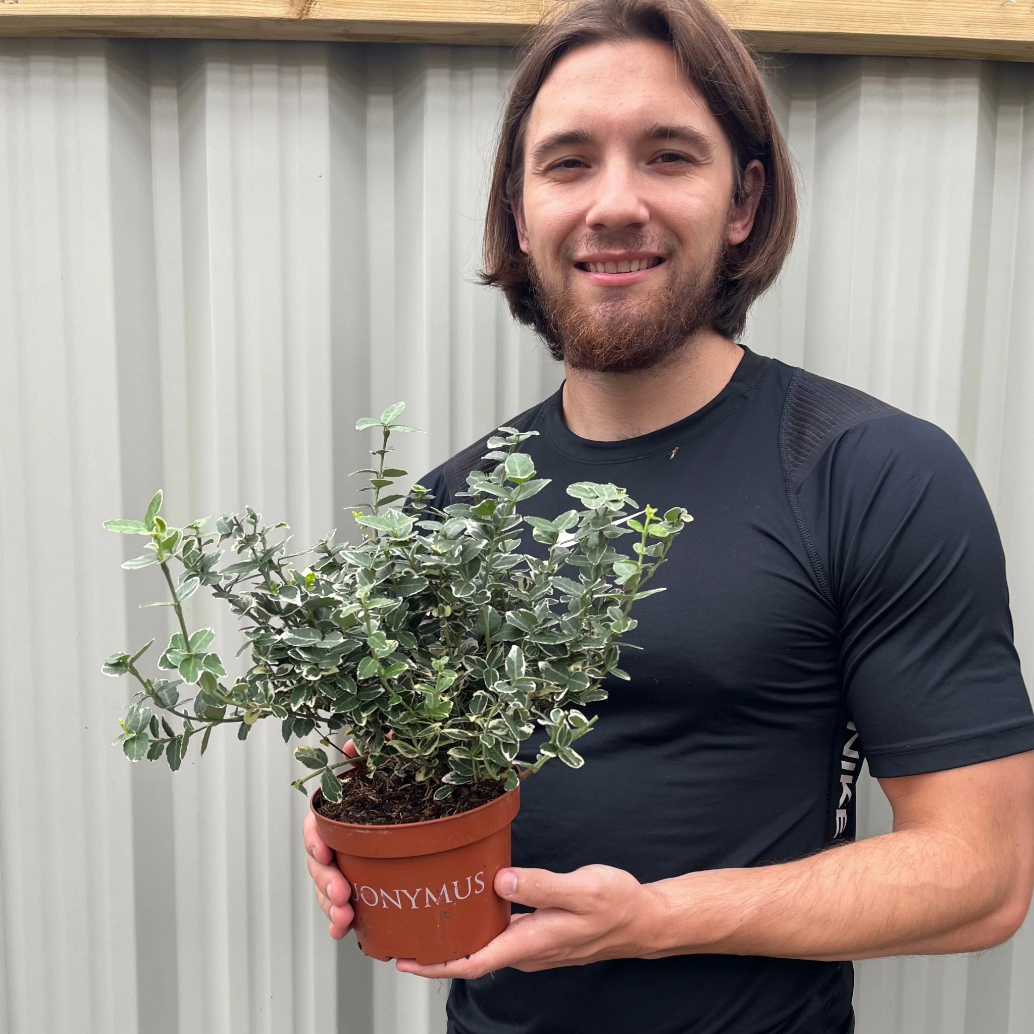 Euonymus fortunei €˜Emerald Gaiety€™ 1L / 5L - Image 4