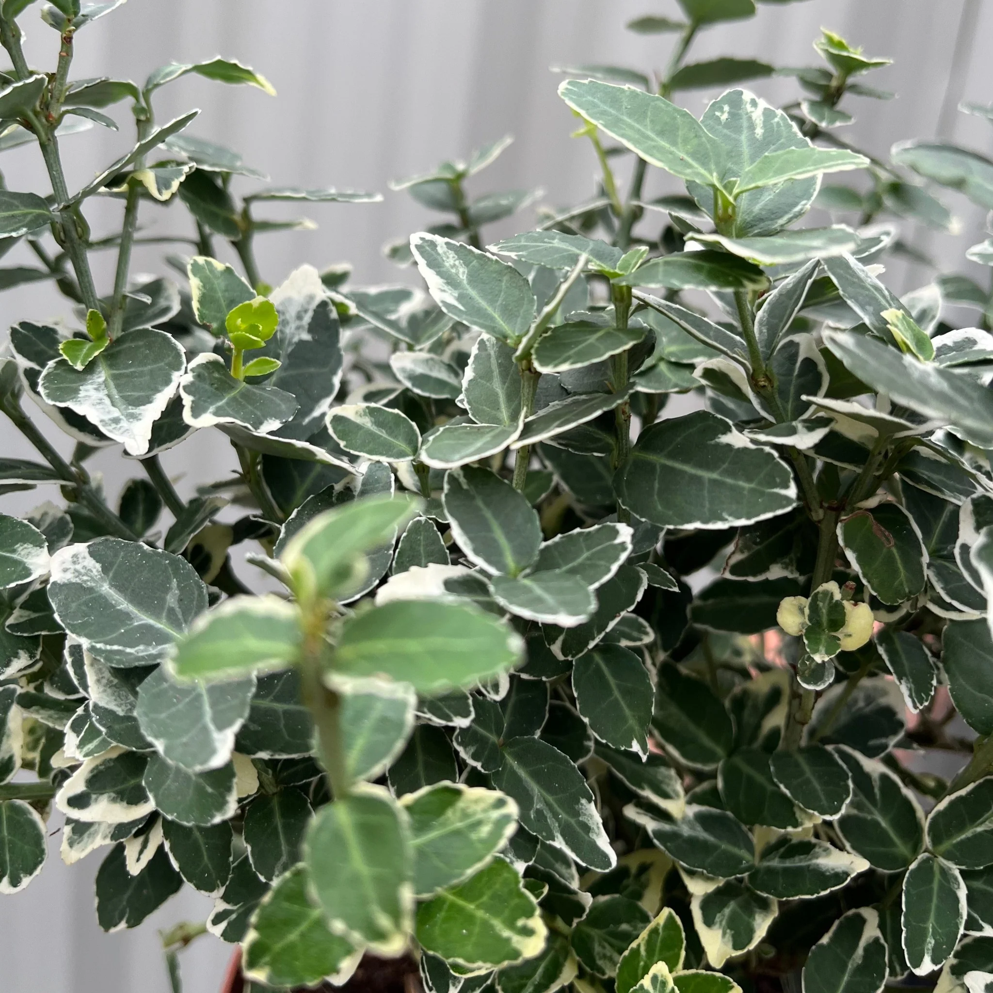 Euonymus fortunei €˜Emerald Gaiety€™ 1L / 5L - Image 5