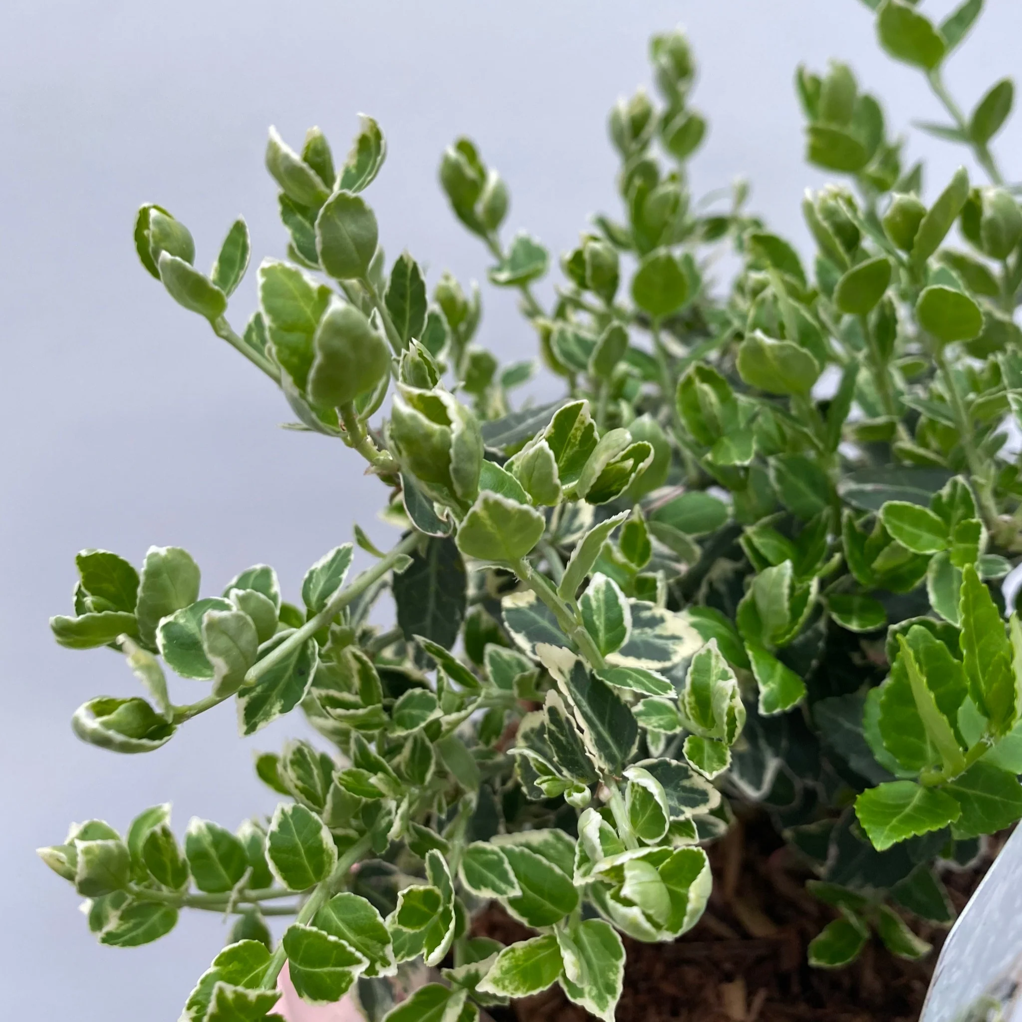 Euonymus fortunei €˜Emerald Gaiety€™ 1L / 5L - Image 6