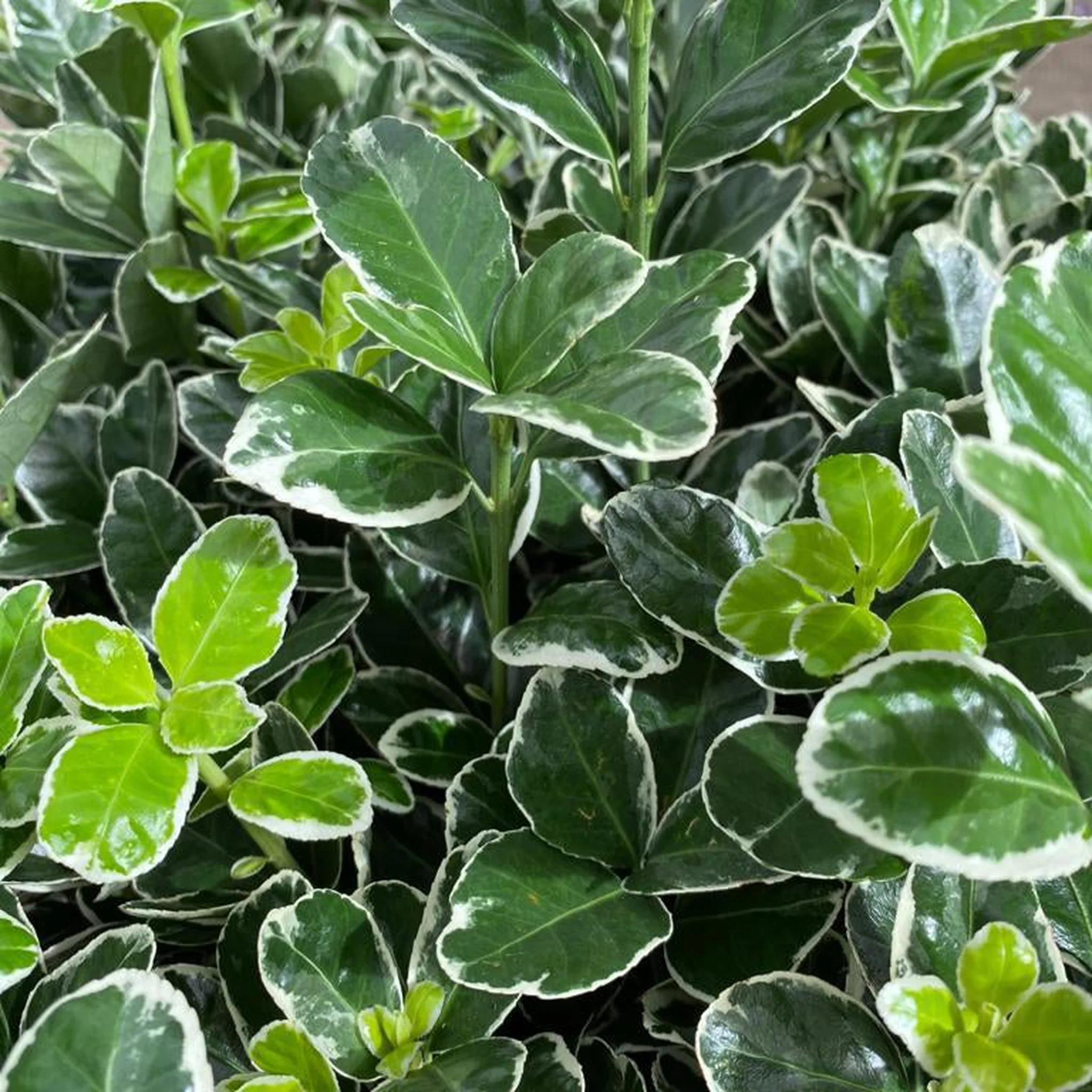 Euonymus fortunei €˜Emerald Gaiety€™ 1L / 5L - Image 7
