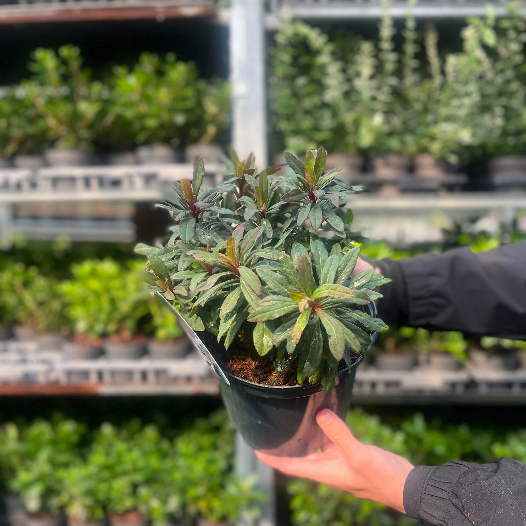 Euphorbia amygdaloides 'Ruby Glow' 3L - Image 2