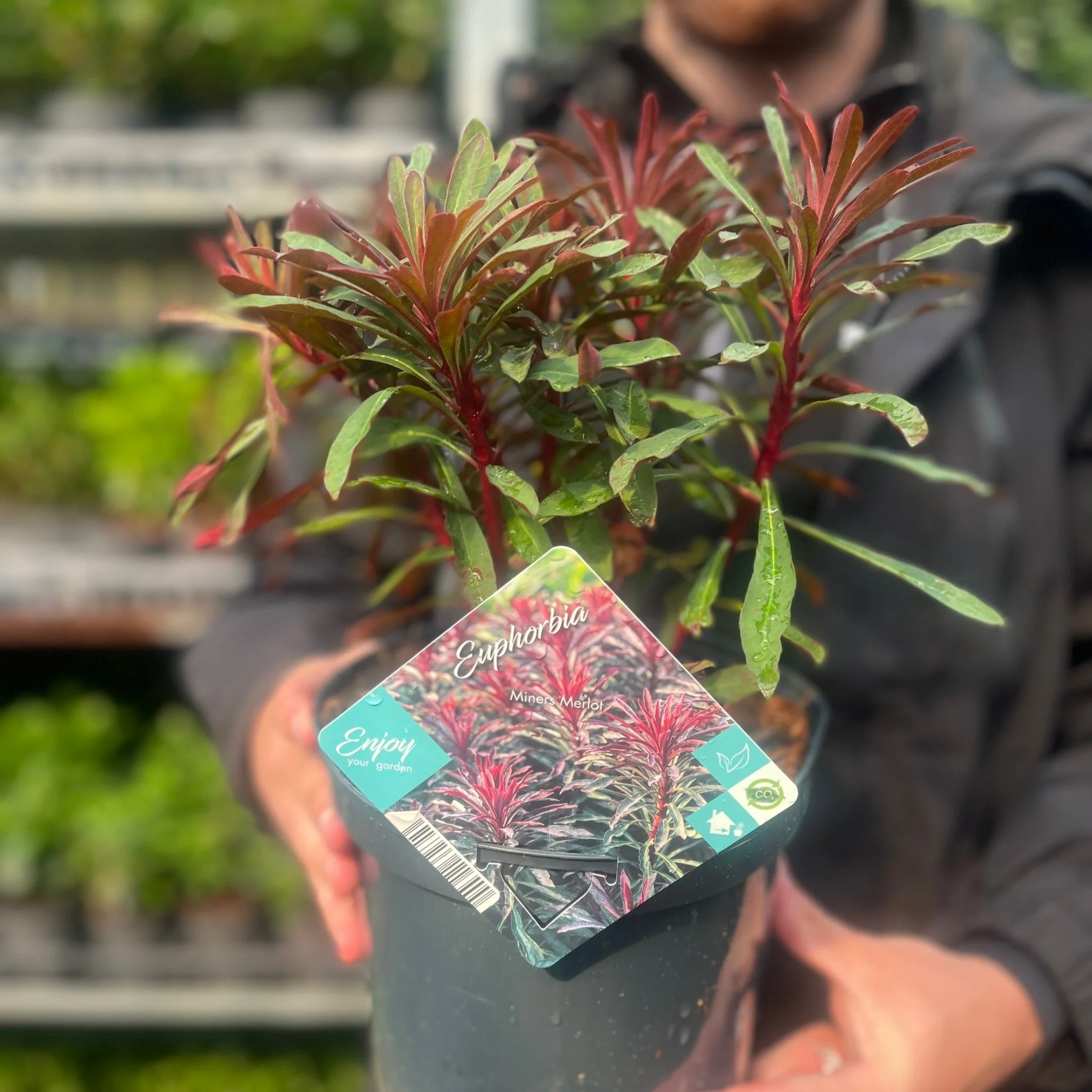 Euphorbia 'Miners Merlot' 9cm/2L - Image 3