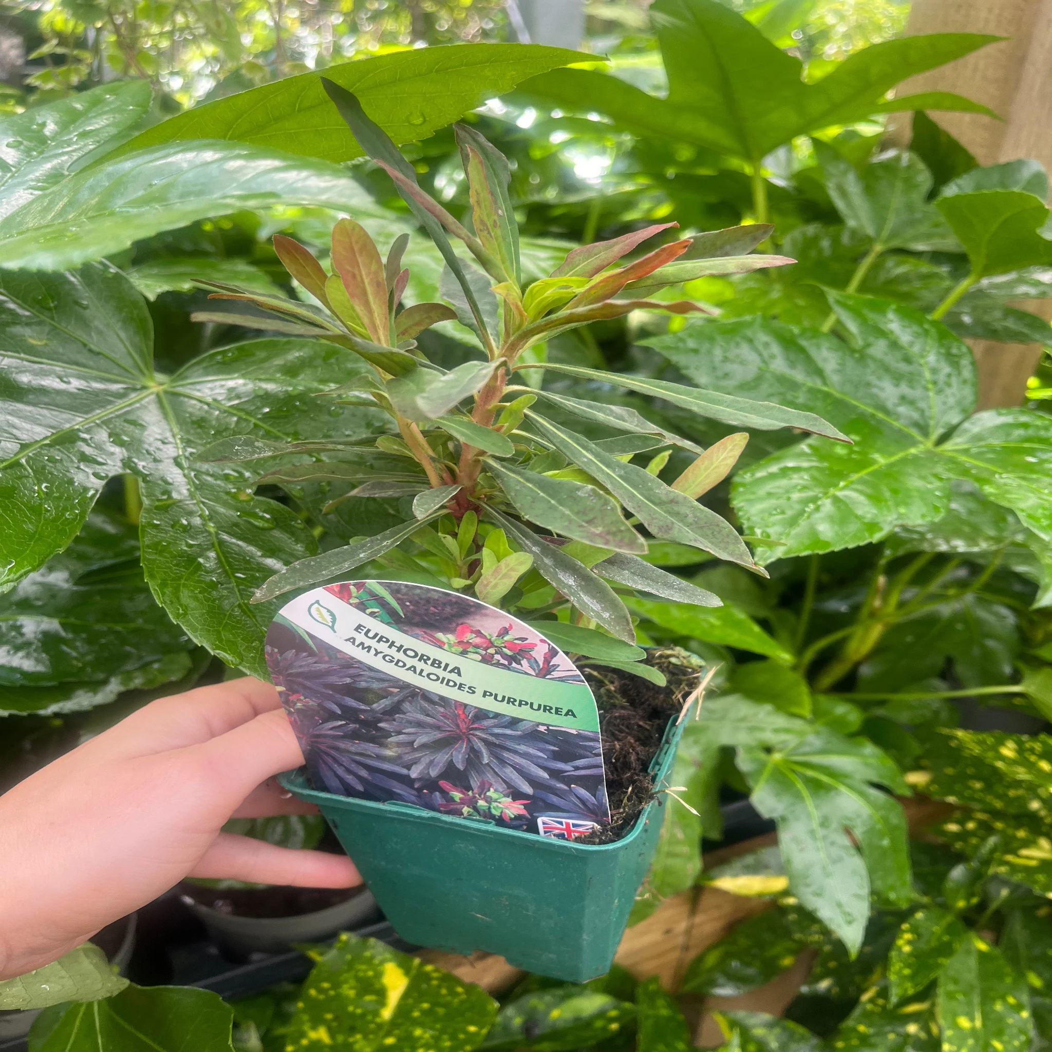 Euphorbia Amygdaloides 'purpurea' 9cm/2L - Image 3