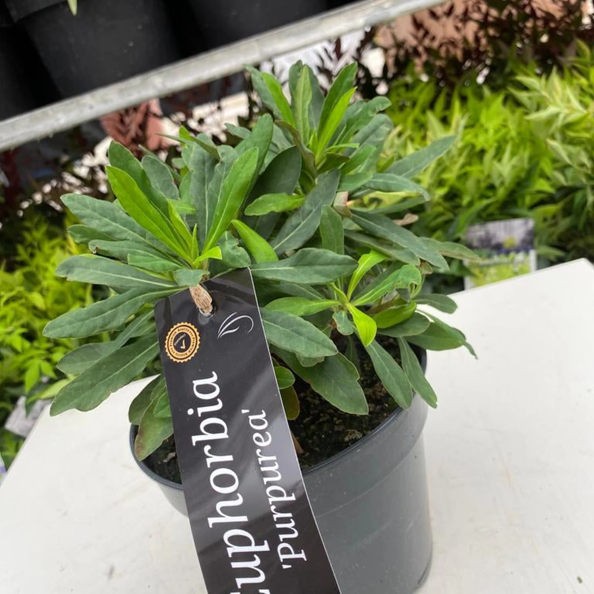 Euphorbia Amygdaloides 'purpurea' 9cm/2L - Image 4