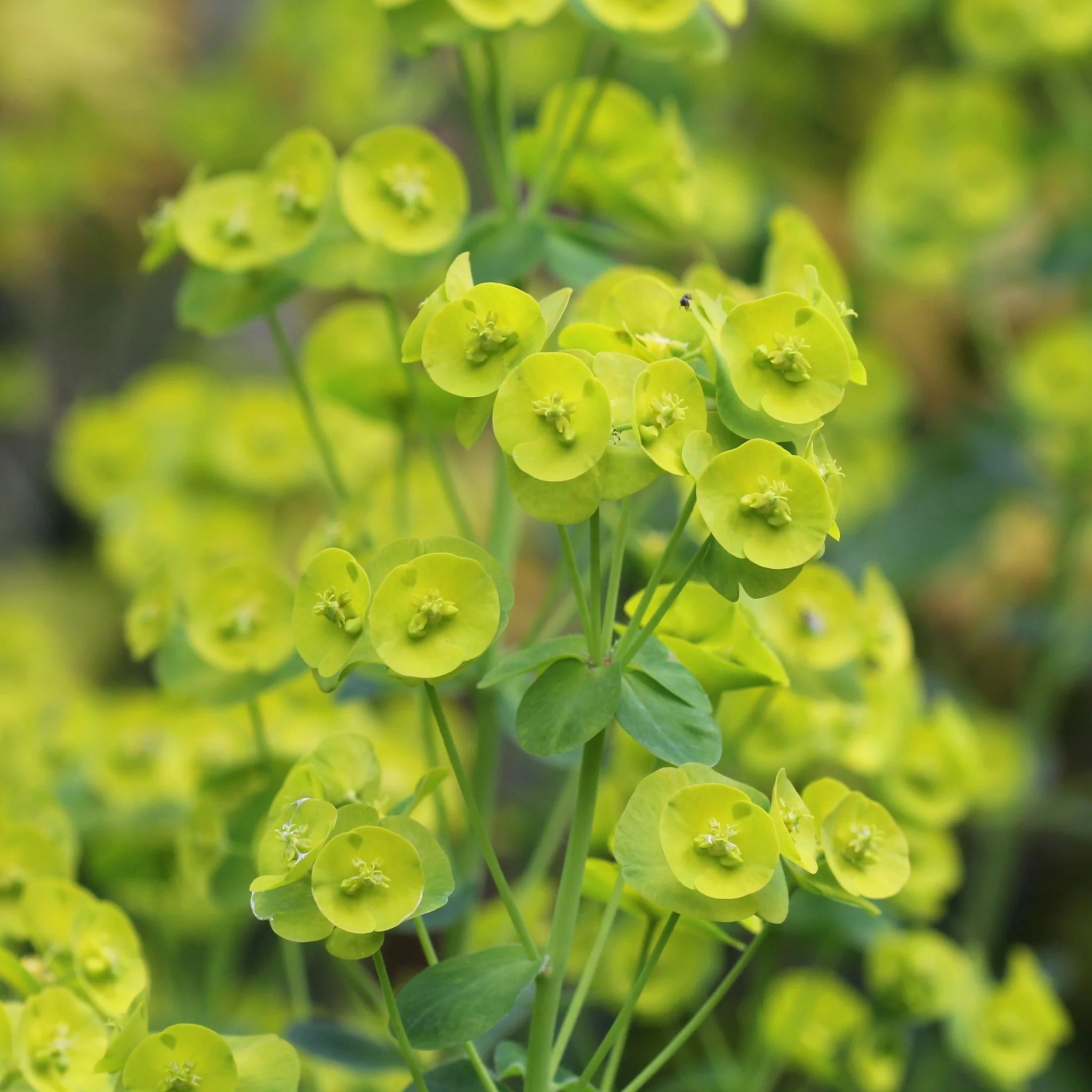 Euphorbia Robbiae 9cm/2L Pot - Image 2