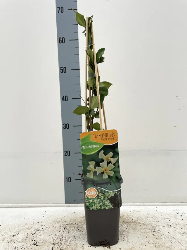 Trachelospermum jasminum 'Star of Toscana' (Yellow Evergreen Star Jasmine) - Image 3
