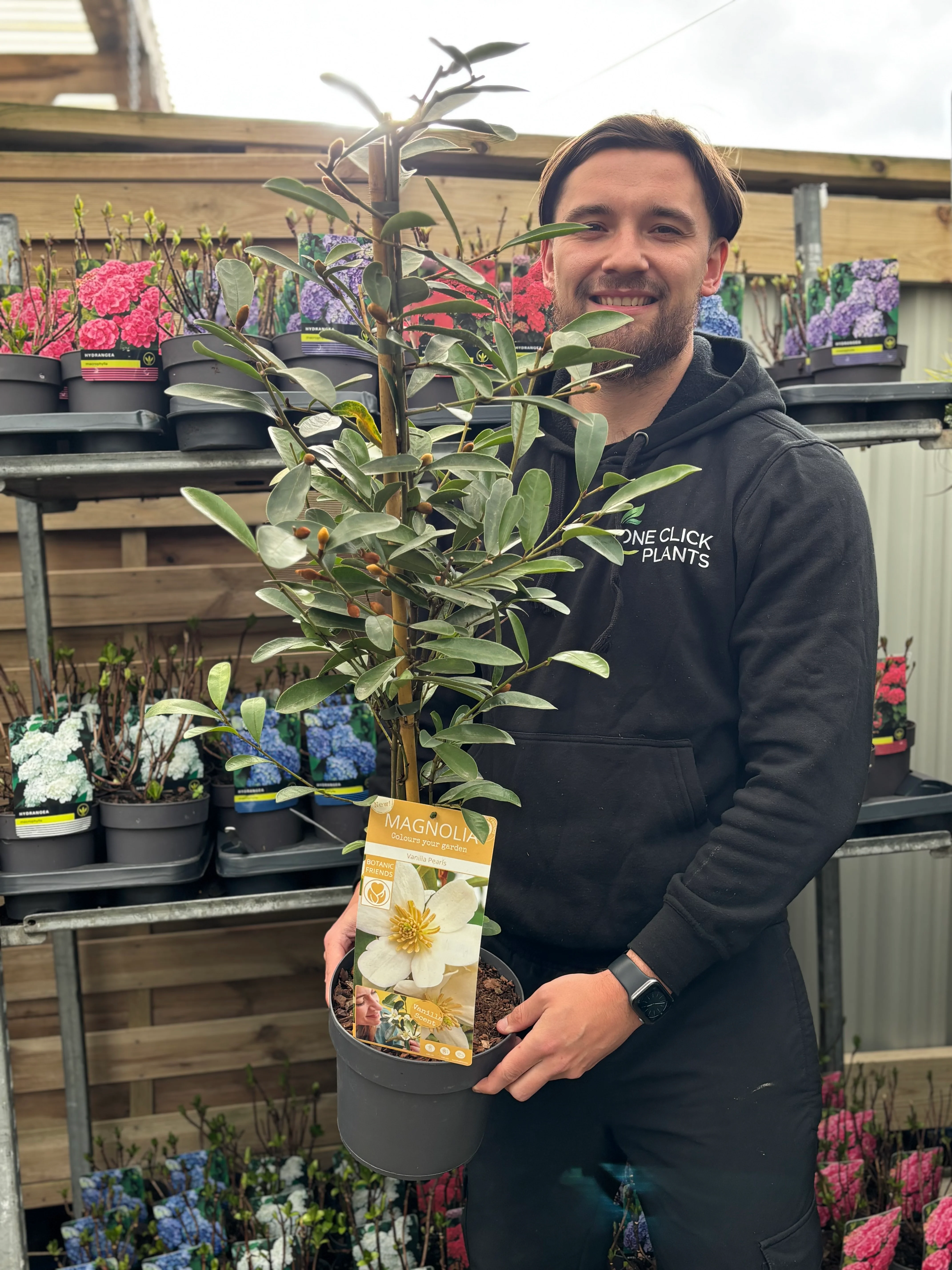 Evergreen Magnolia | Fairy Magnolia laevifolia Vanilla Pearls | 90-100cm - Image 2