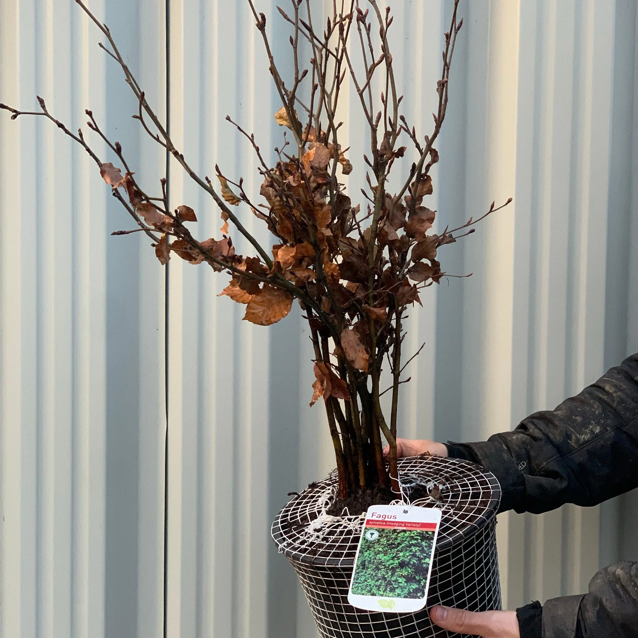 Fagus - Beech Hedging (10 Plants) - Image 3