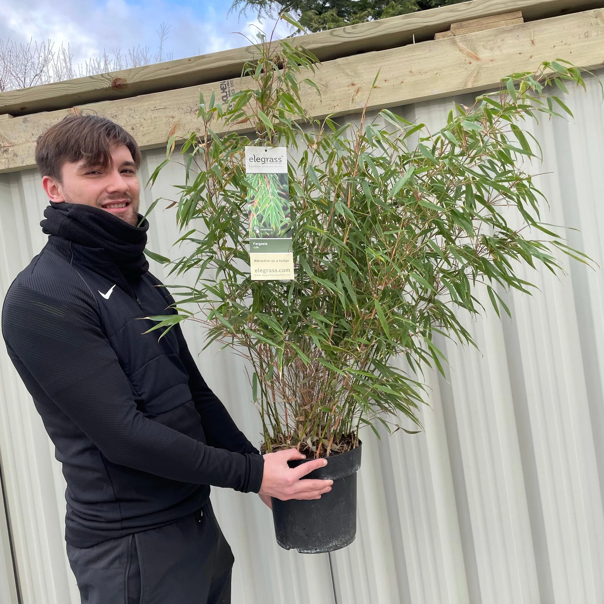 Fargesia Rufa 'Woody Bamboo' 80cm (Multibuy Offers Available) - Image 2