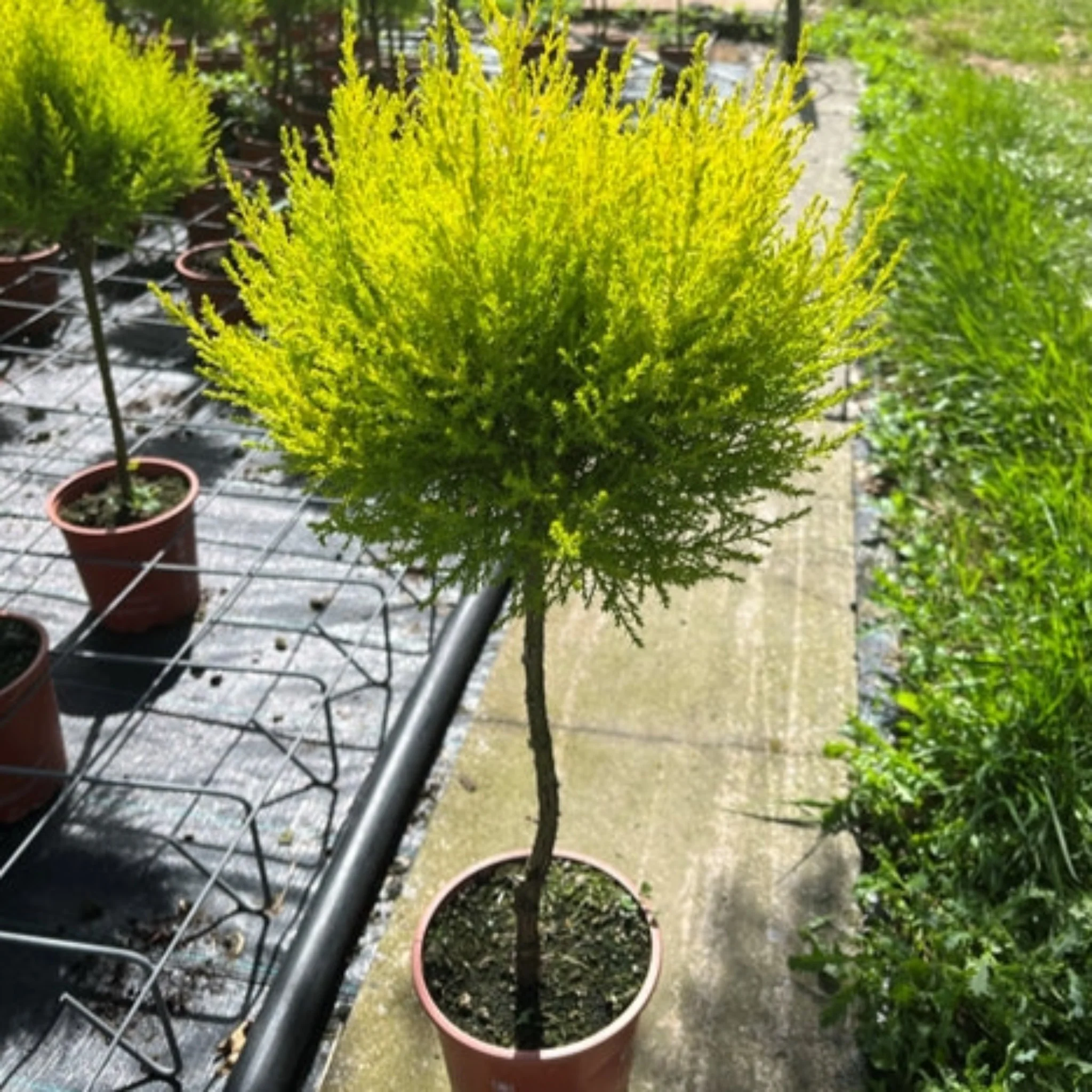 Cupressus Conifer Lollipop 100cm - Image 3