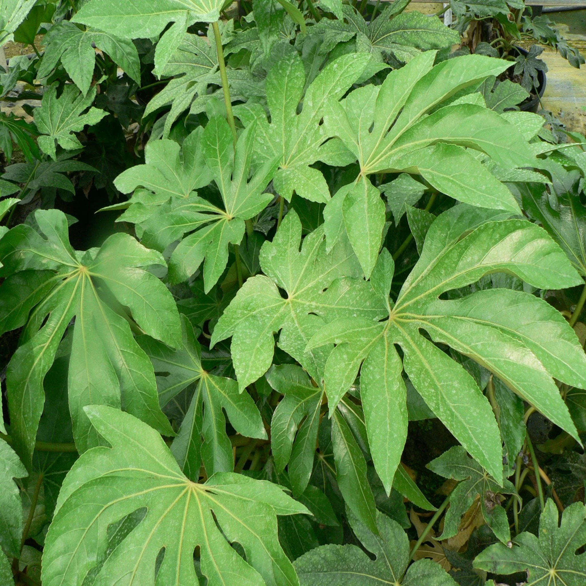 Fatsia japonica 2L (60-70cm) - Image 3