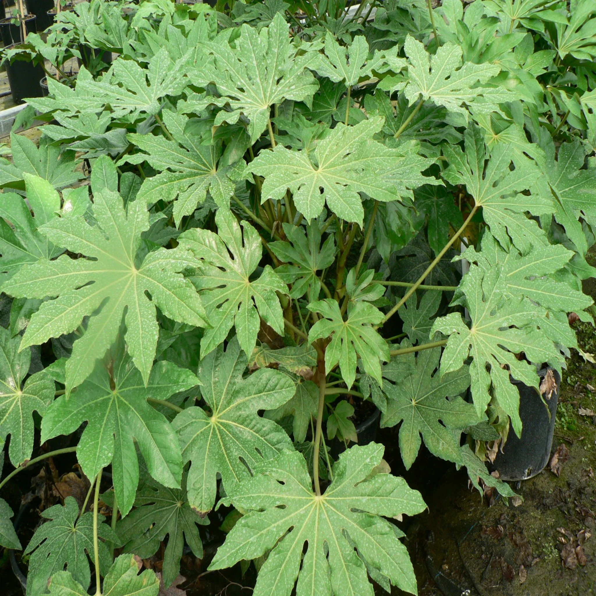 Fatsia japonica 2L (60-70cm) - Image 4
