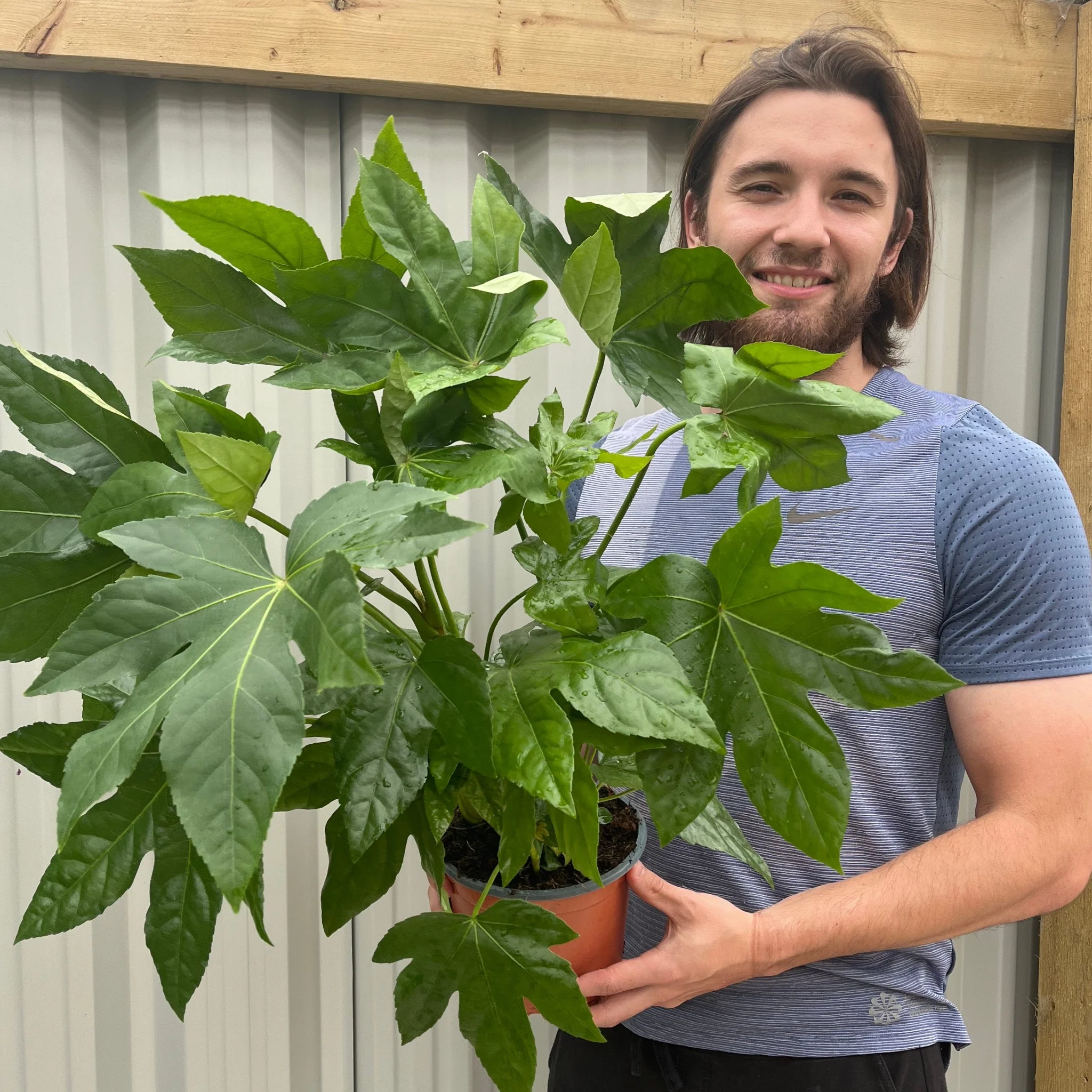 Fatsia japonica 9cm-5L - Image 4