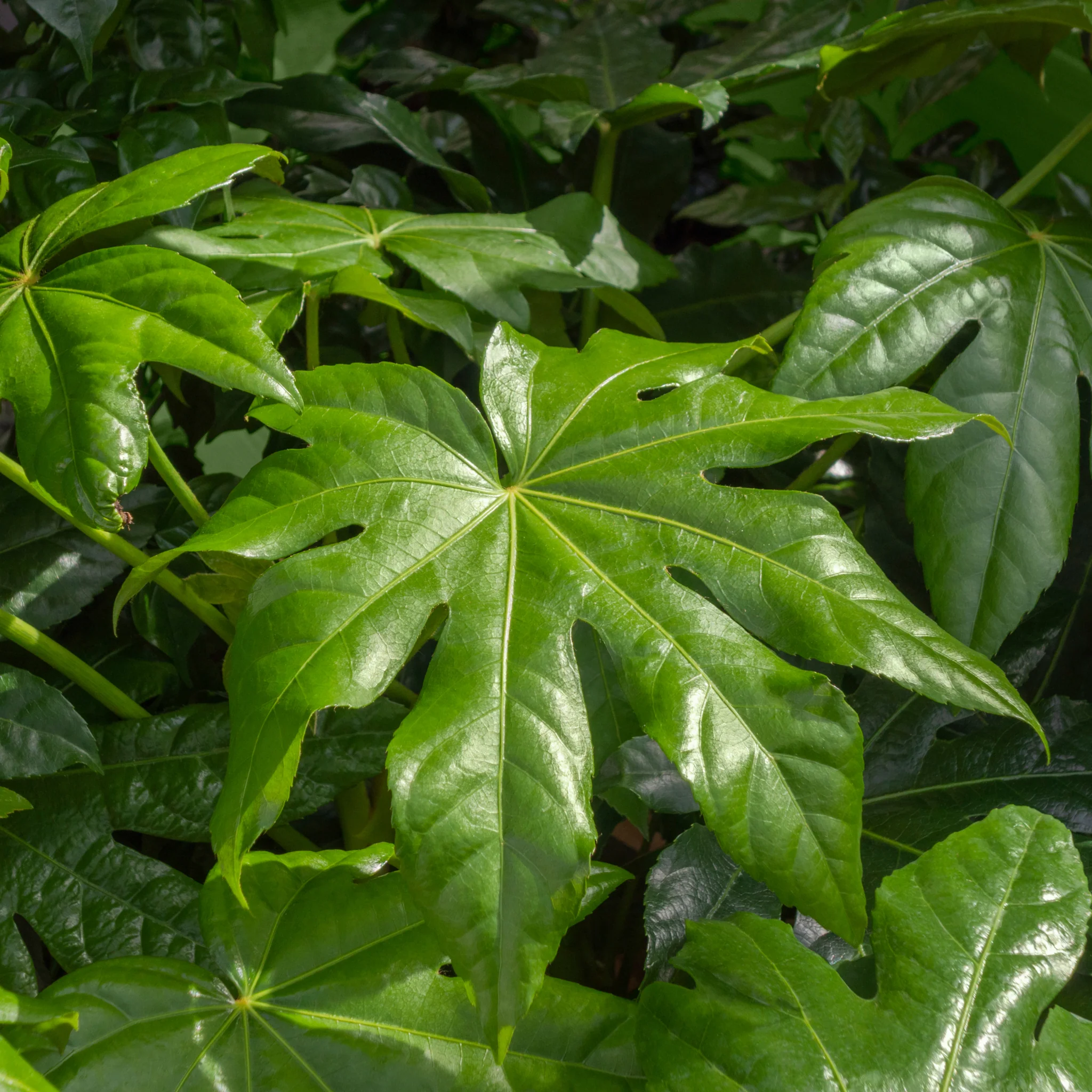 Fatsia japonica 70-80cm (3L) - Image 2