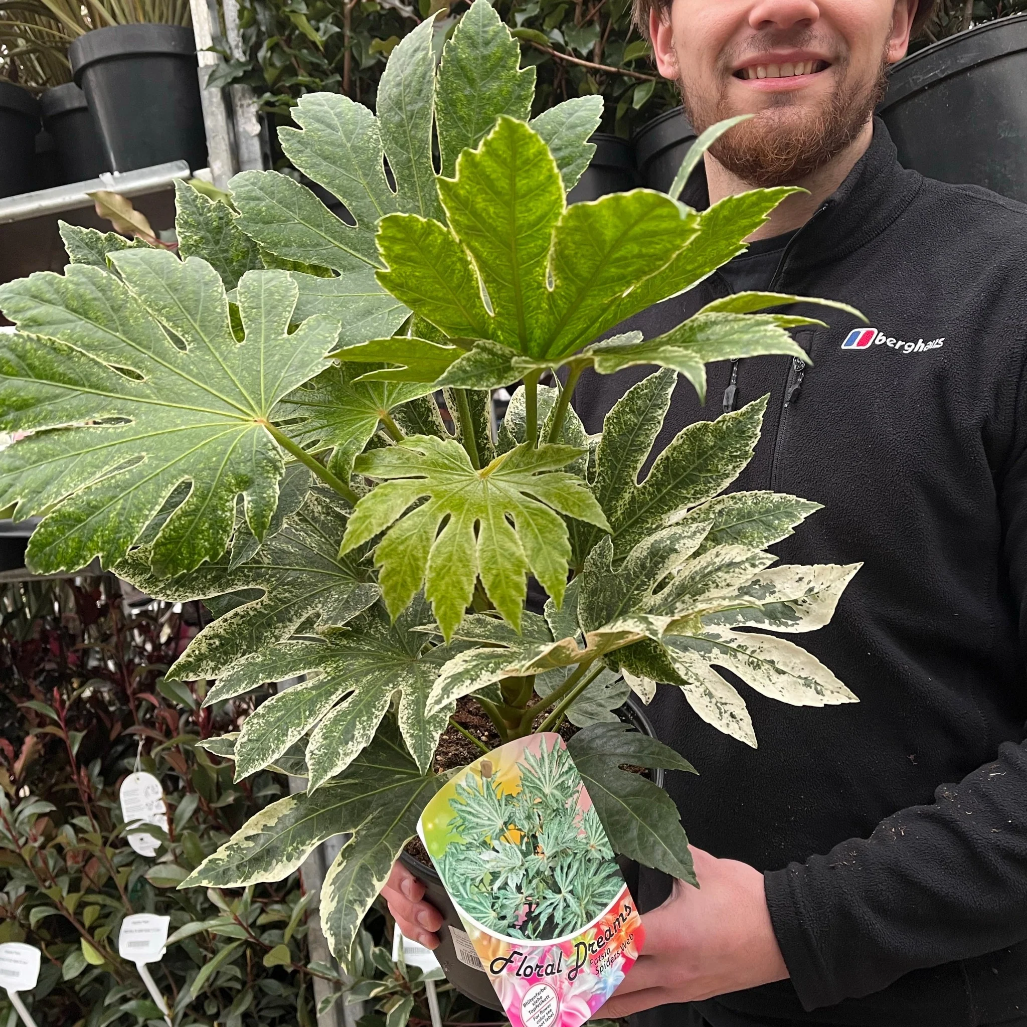 Fatsia japonica 'Spider's Web' 9cm-7.5L - Image 3
