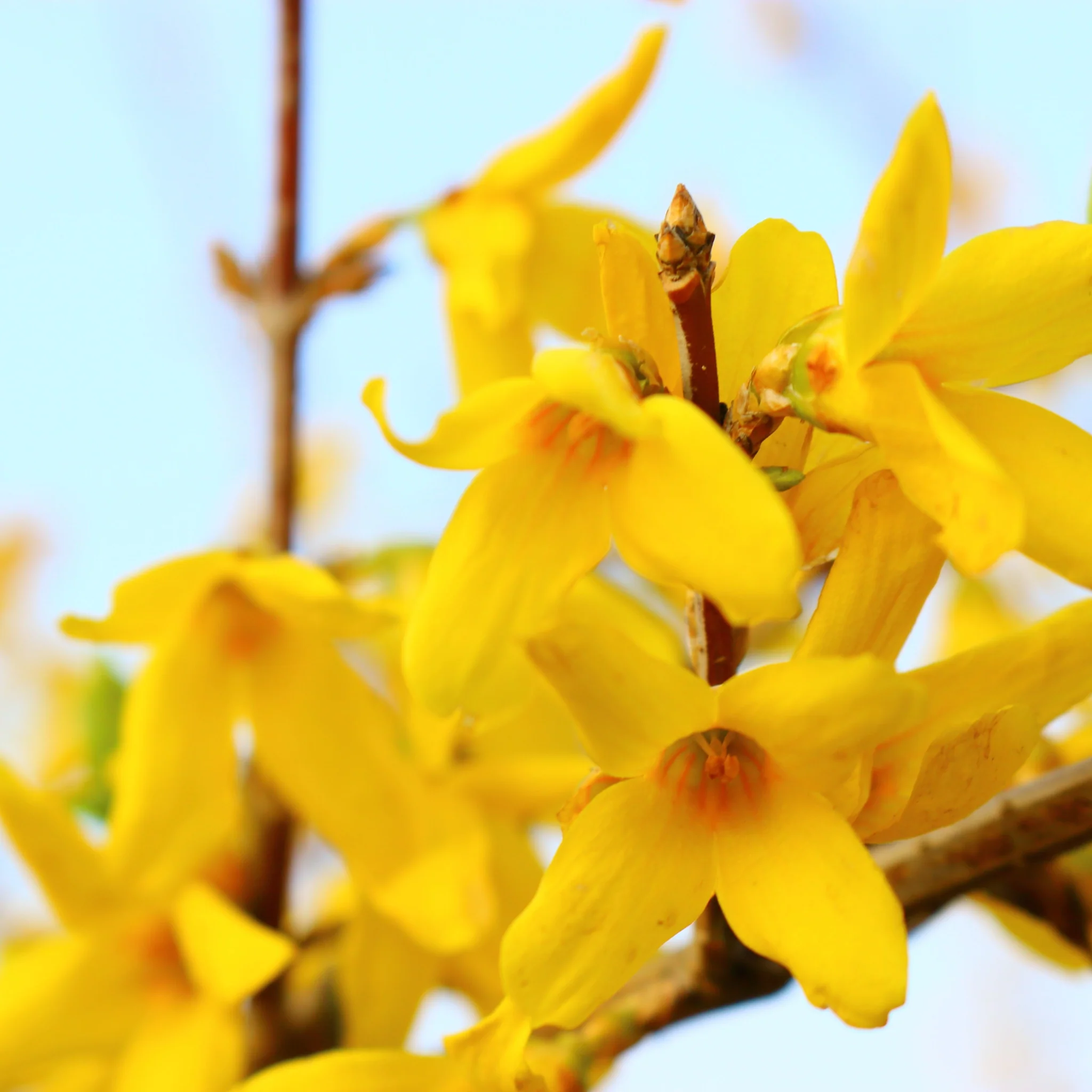 Forsythia x intermedia 'Minigold' 1L/2L - Image 3