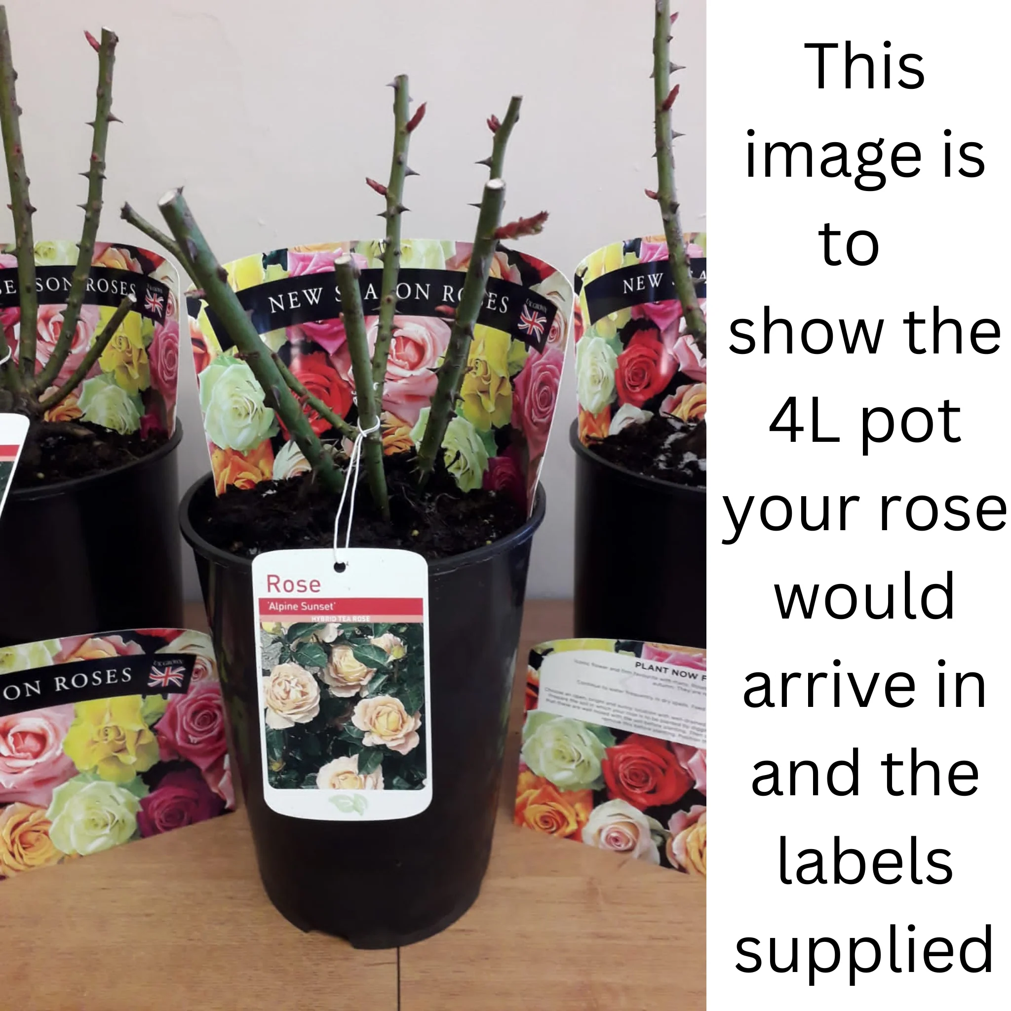 Rose Fragrant Delight | Floribunda Rose | 4L Potted Rose - Image 2