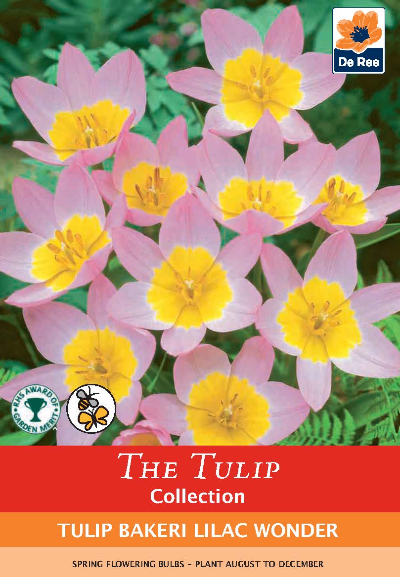 Fragrant/Scented Bulb Mix (40+ Bulbs) - Image 5