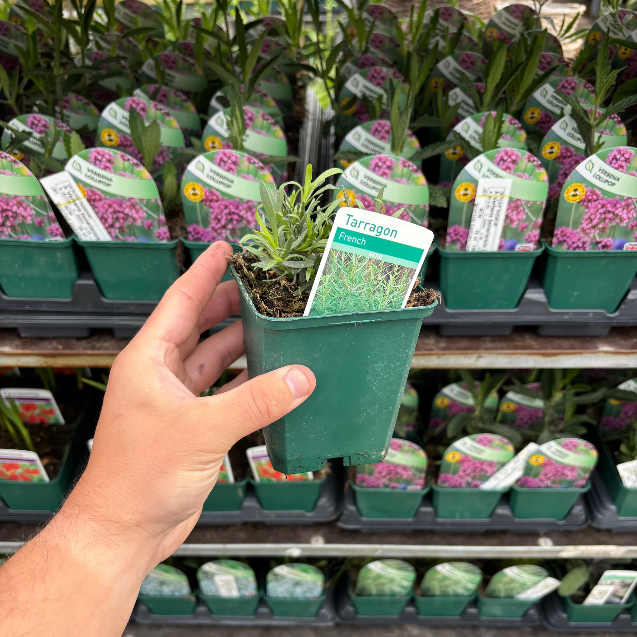 French Tarragon 9cm - Image 2