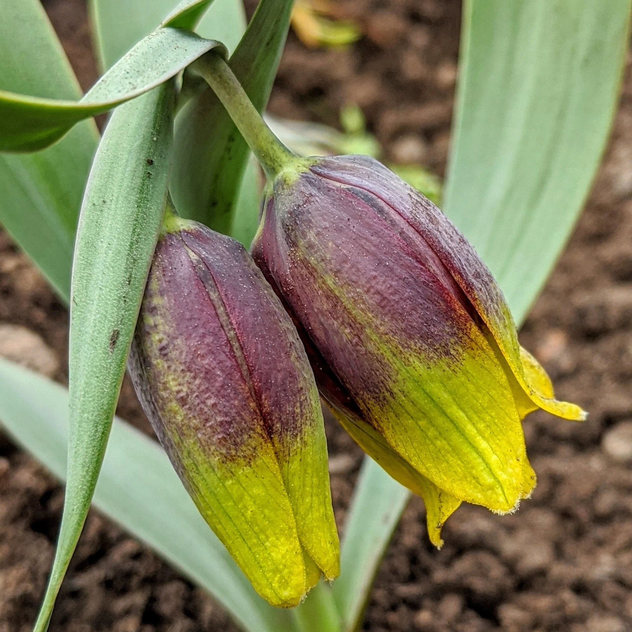 Fritillaria Uva Vulpis Bulbs (10 Bulbs) - Image 2