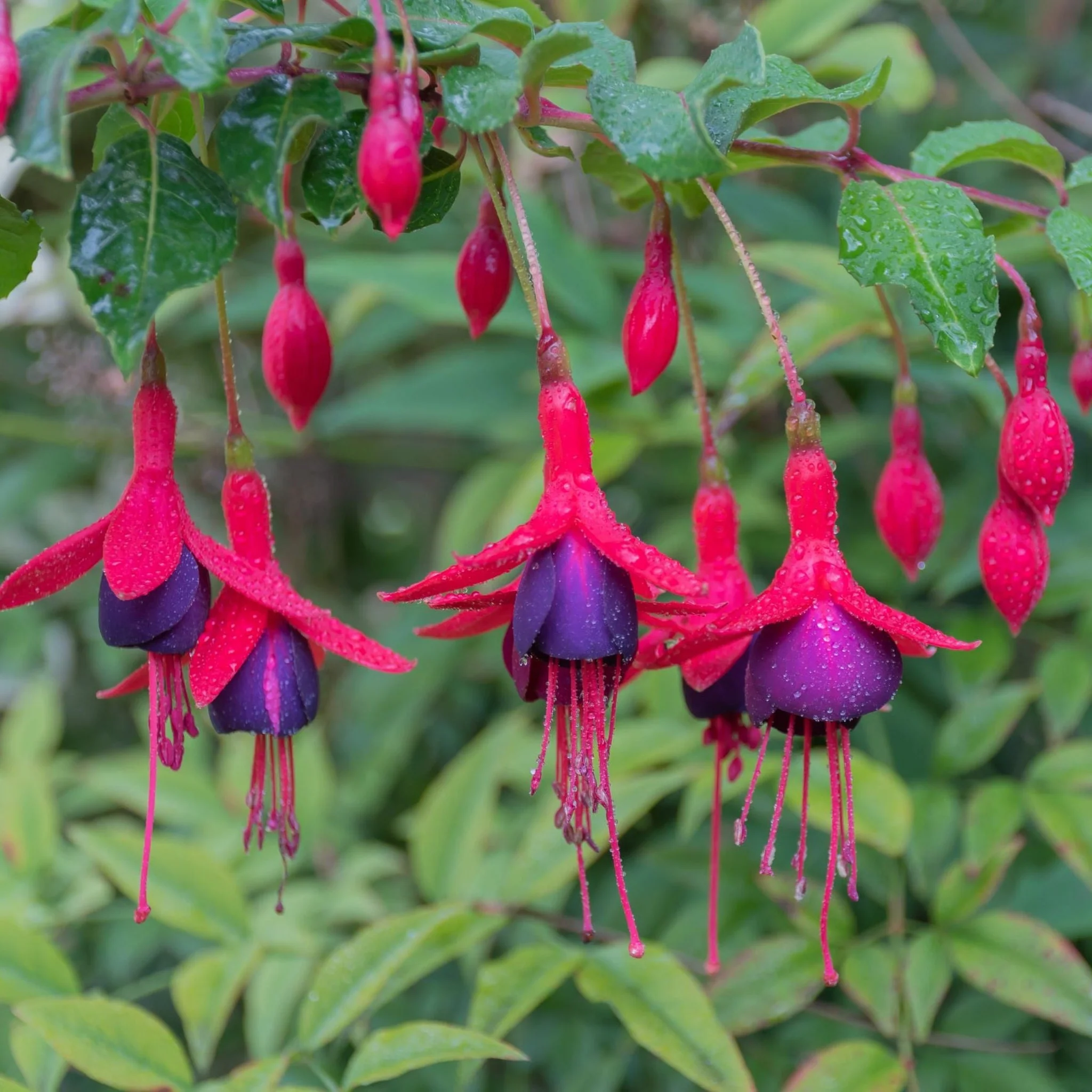 Hardy Fuchsia 'Tom Thumb' 9cm / 2L - Image 2