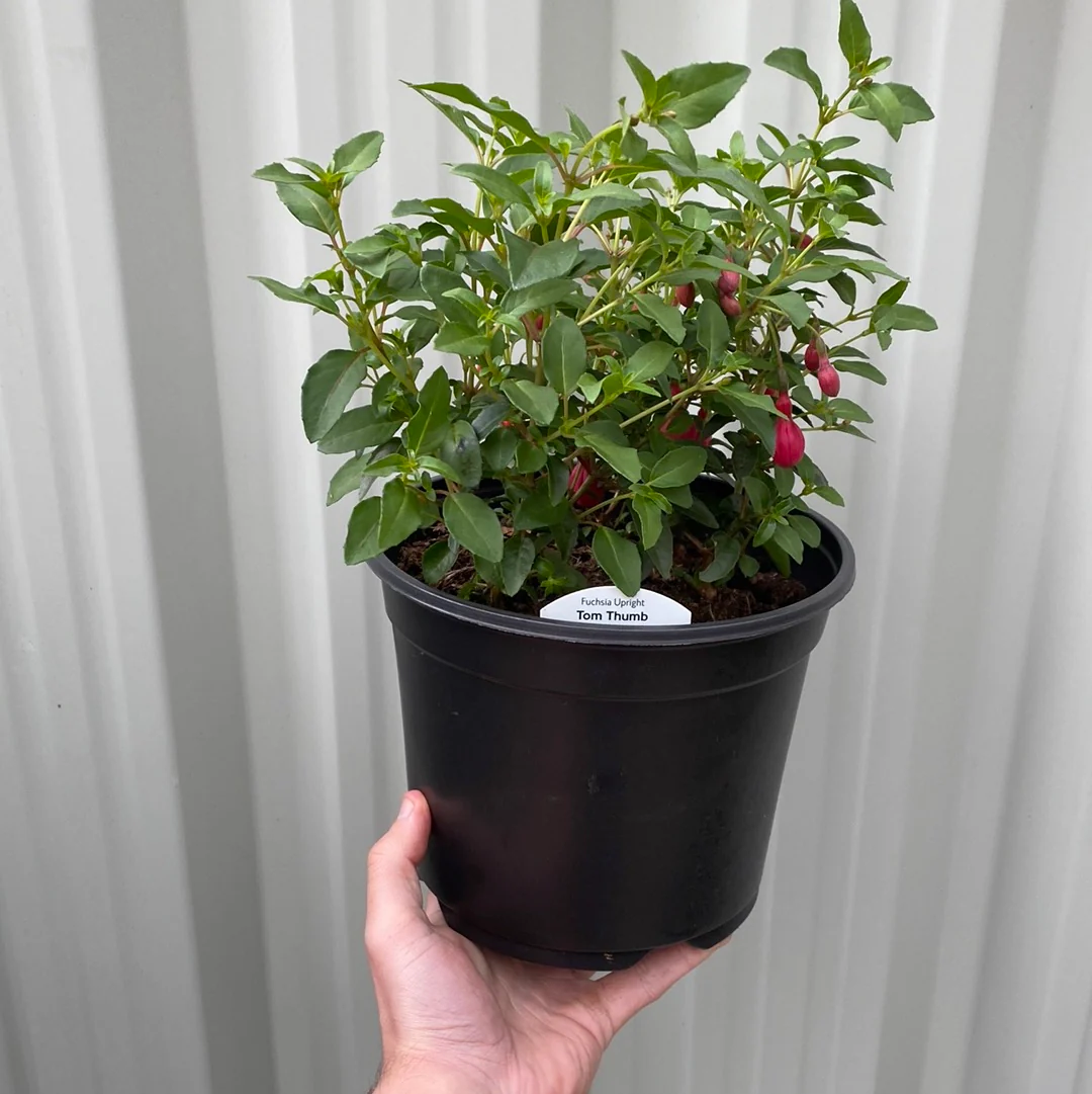 Hardy Fuchsia 'Tom Thumb' 9cm / 2L - Image 3