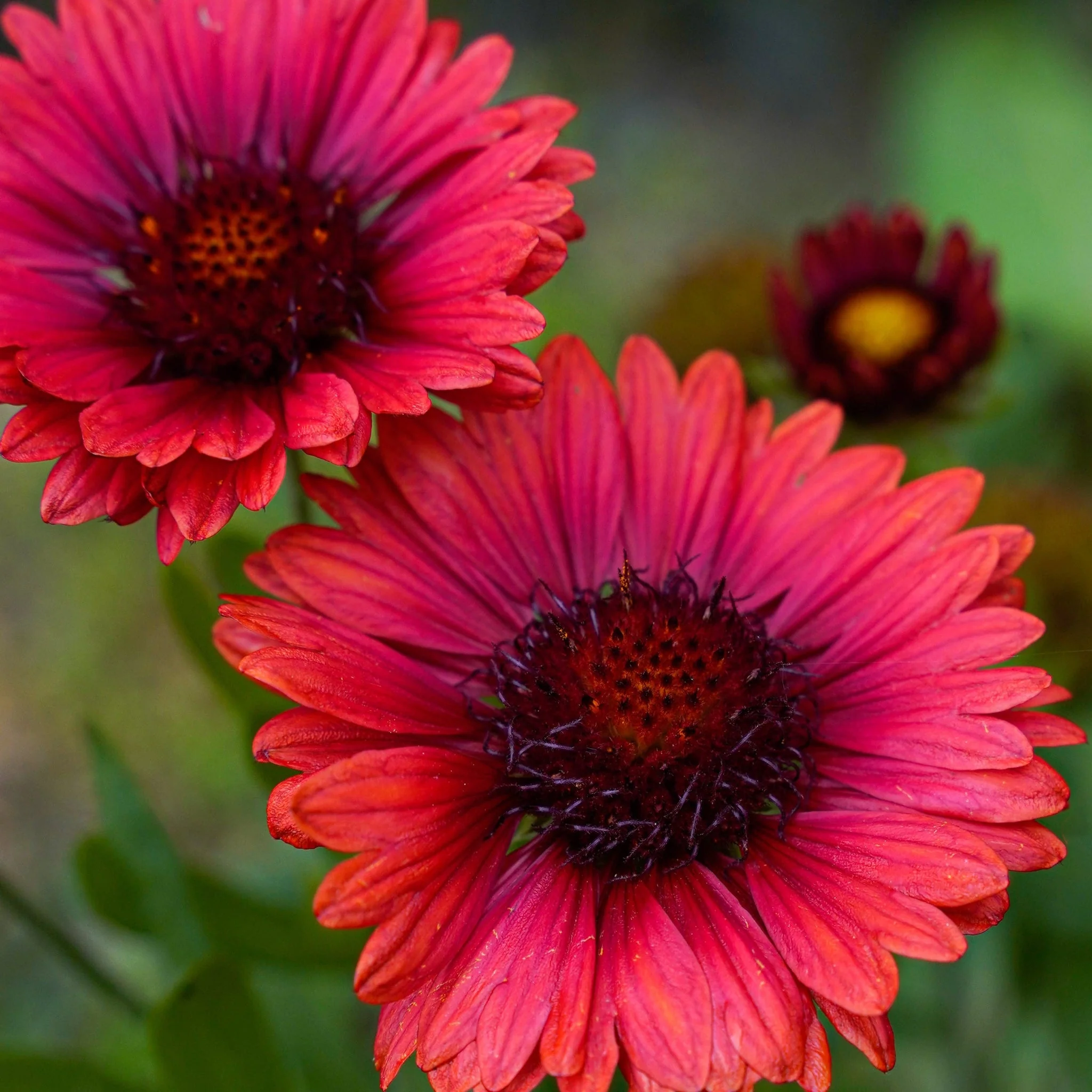 Gaillardia arista 'SpinTop Red' (Young Perennial) PRE ORDER SPRING '26