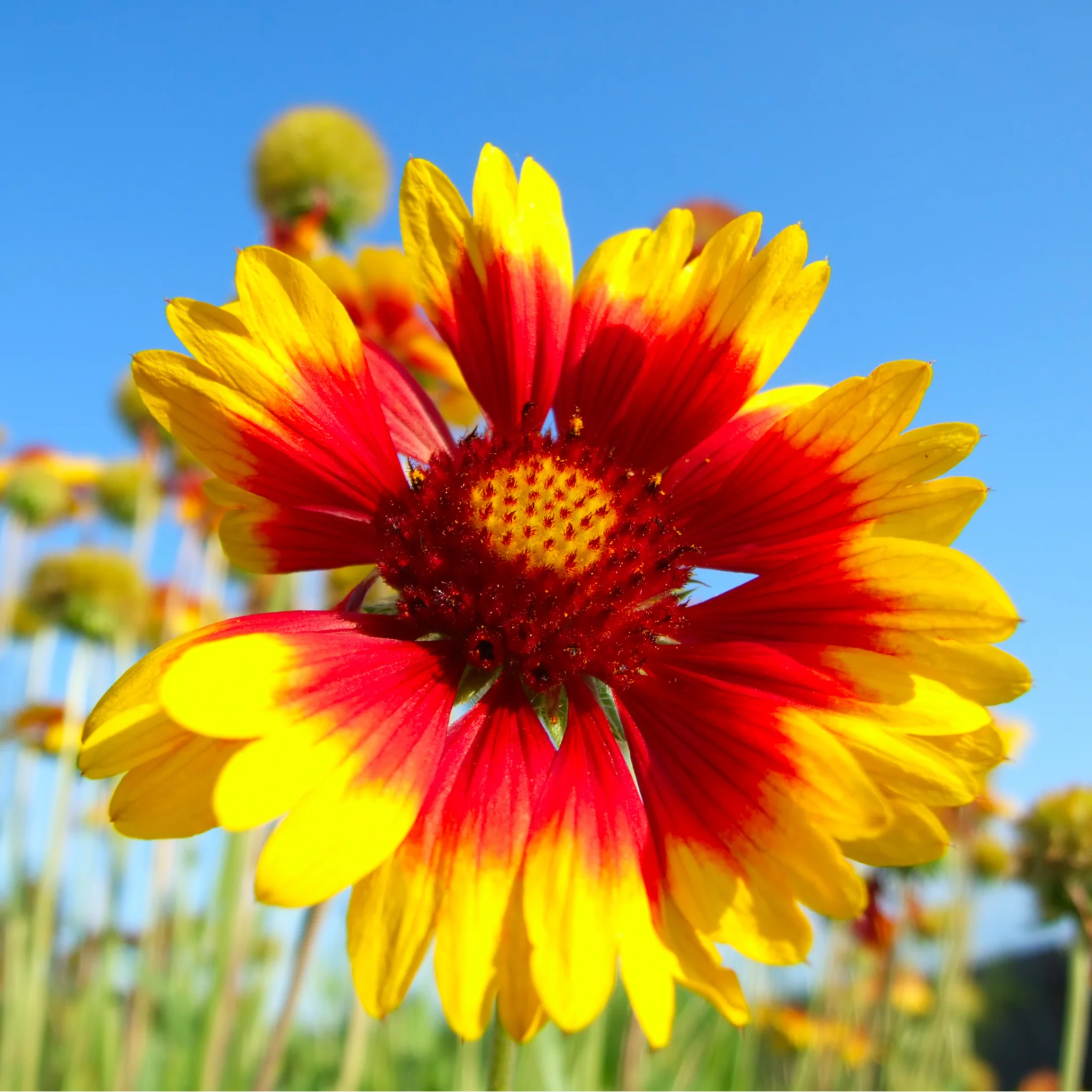 Gaillardia - Copper Sun (Blanket Flower) 2L - Image 2