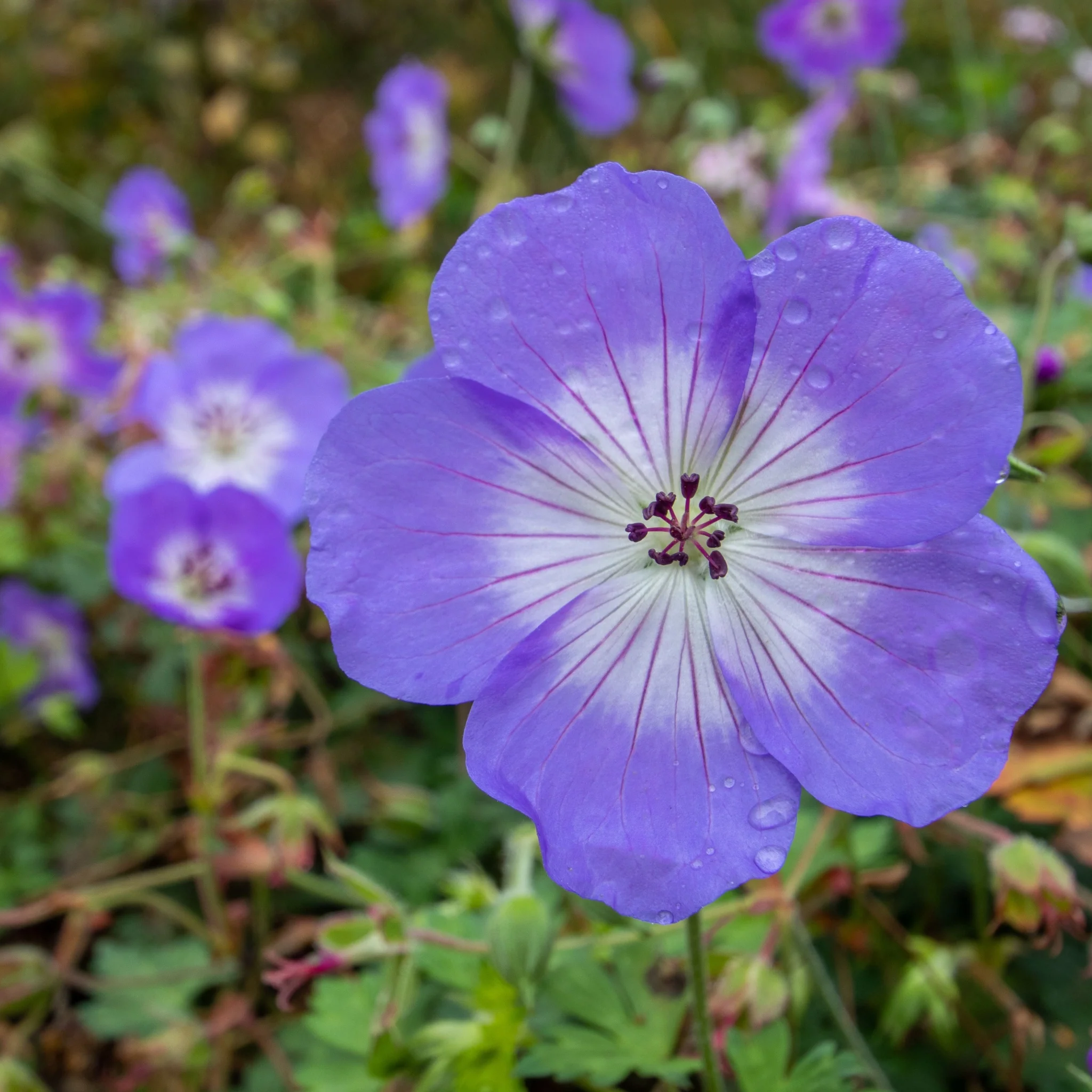 Geranium 'Azure Rush' 3L - Image 2
