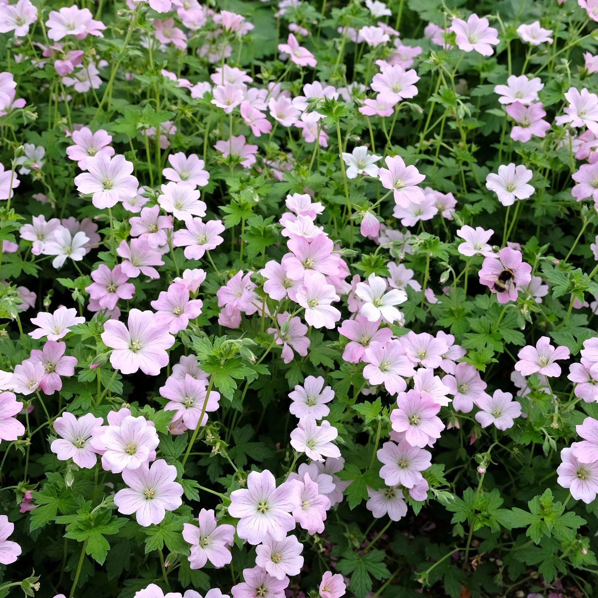 Geranium 'Dreamland' 9cm/2L - Image 2