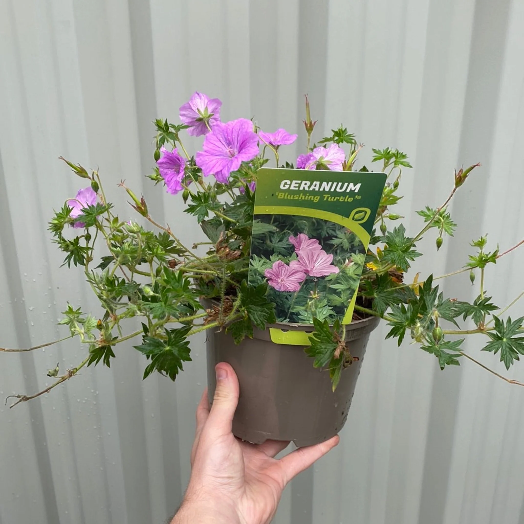Geranium 'Blushing Turtle' 2L - Image 2