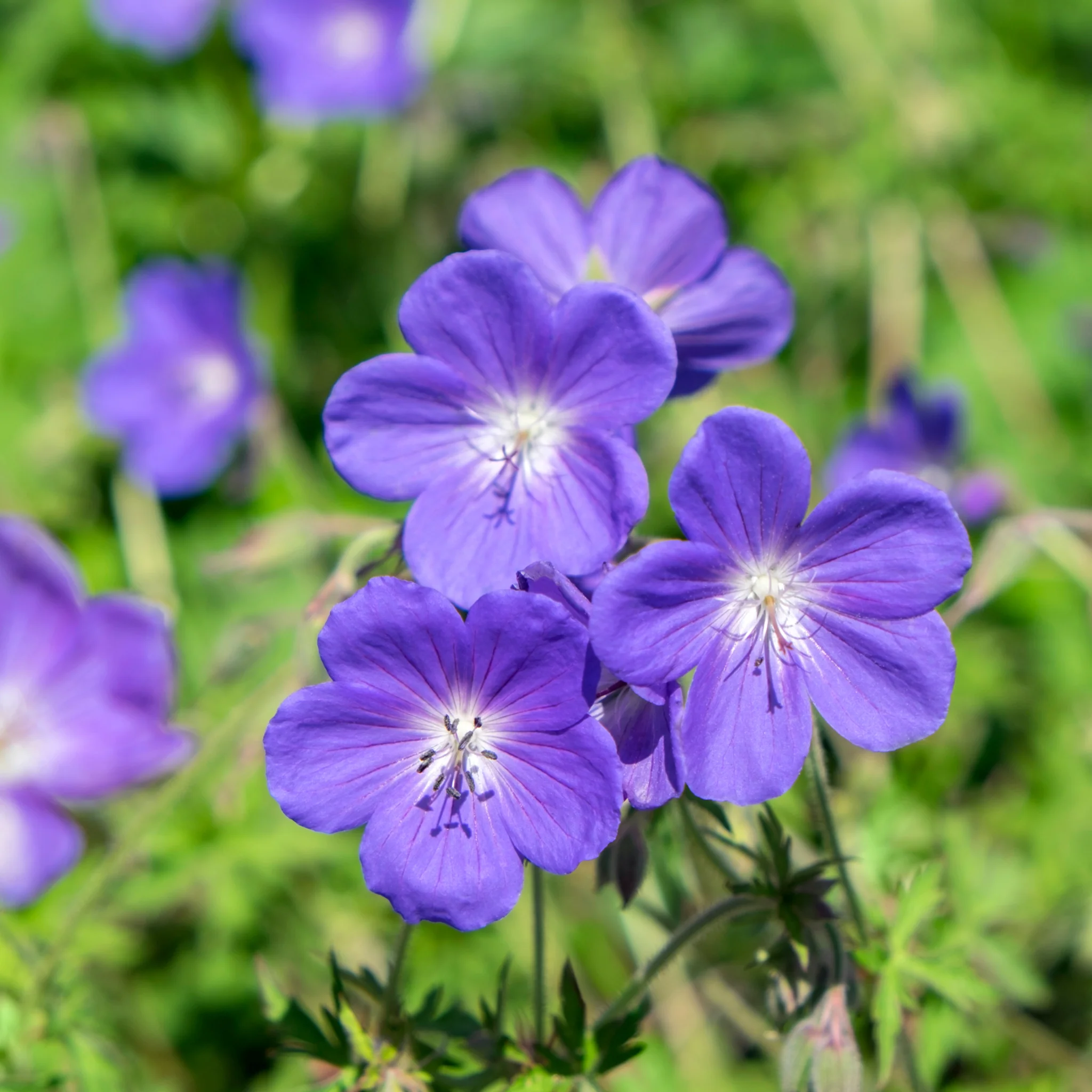 Geranium 'Johnson's Blue' 9cm/2L/3L - Image 2