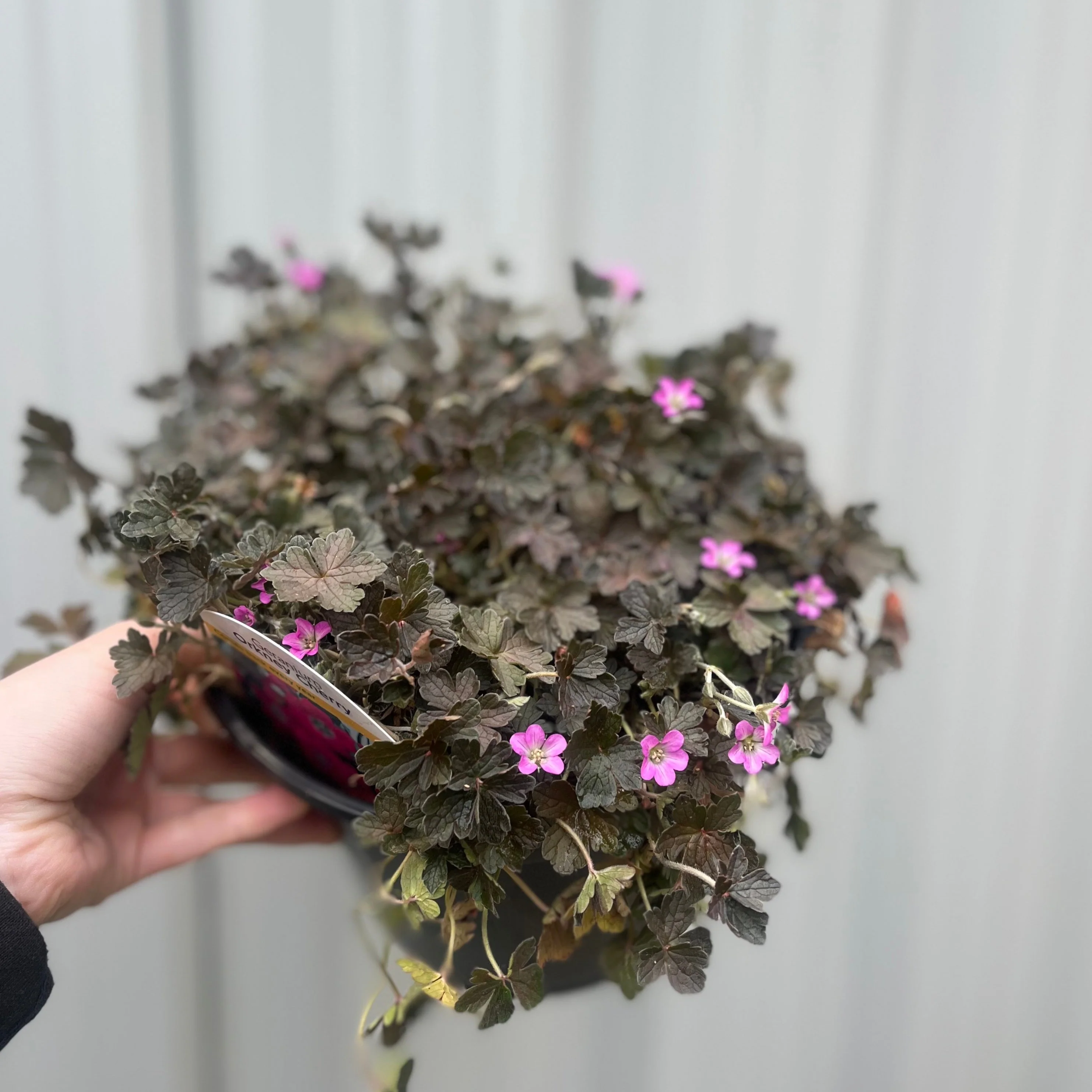 Geranium 'Orkney Cherry' 3L - Image 4