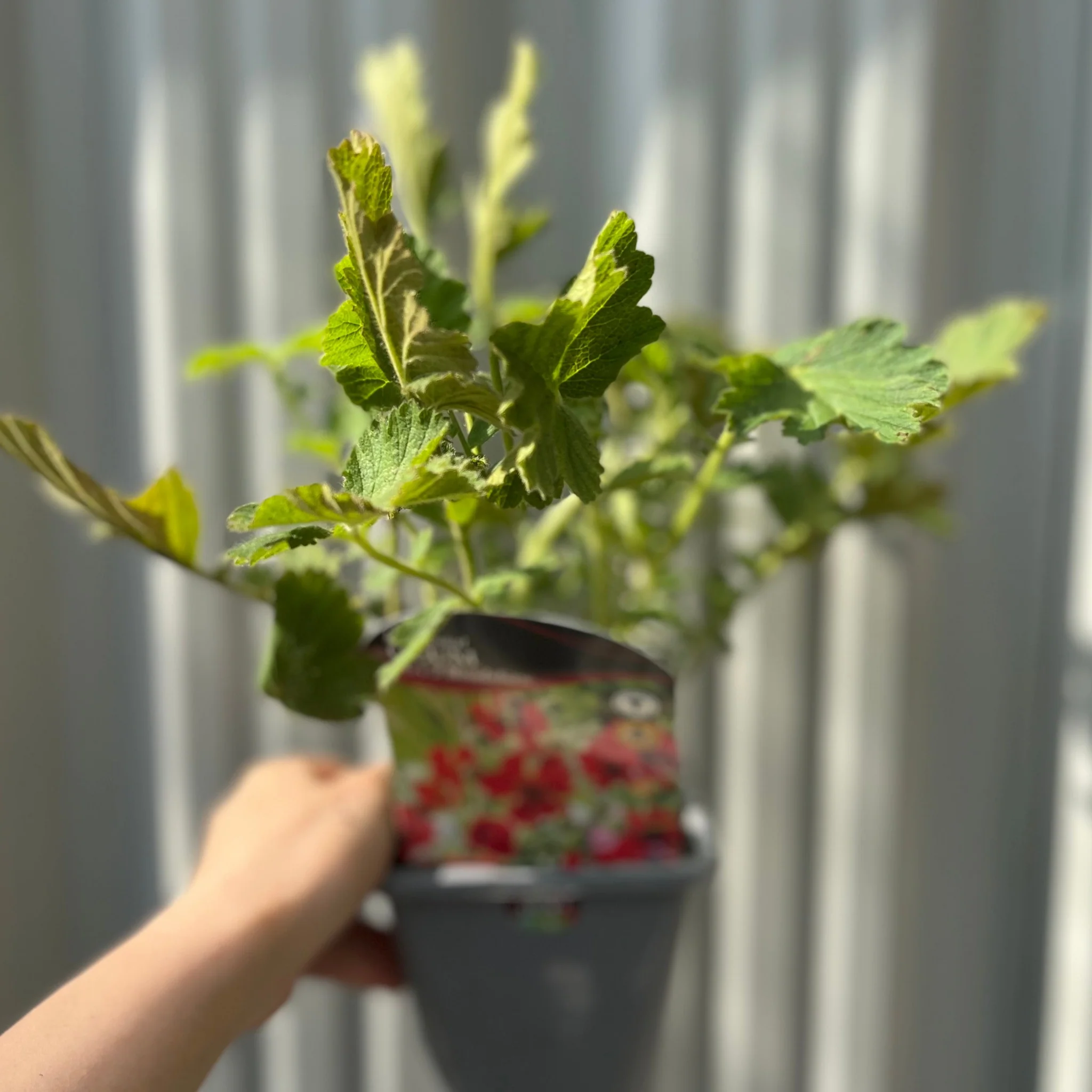 Geum 'Mrs Bradshaw' 9cm/1.5L/3L Pot - Image 4