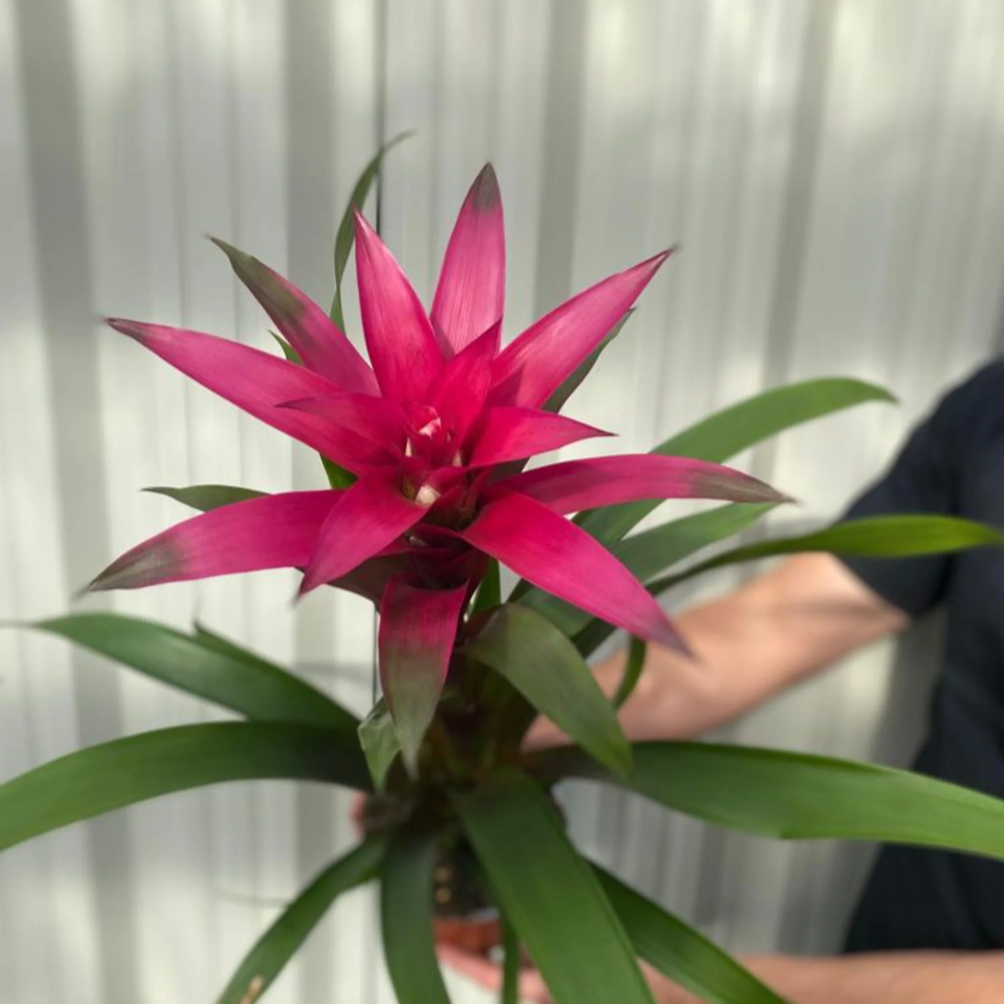 Guzmania amaretto - Pink - Image 3
