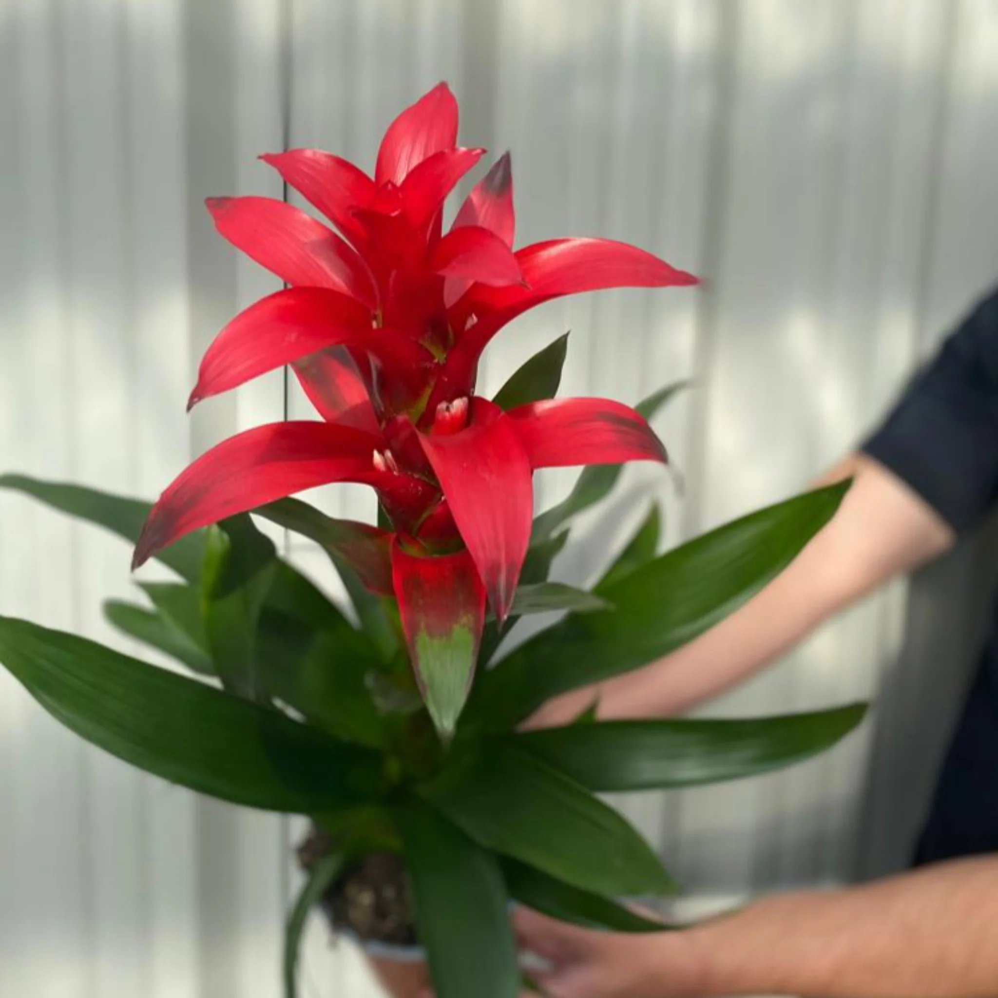 Guzmania amaretto - Red - Image 3