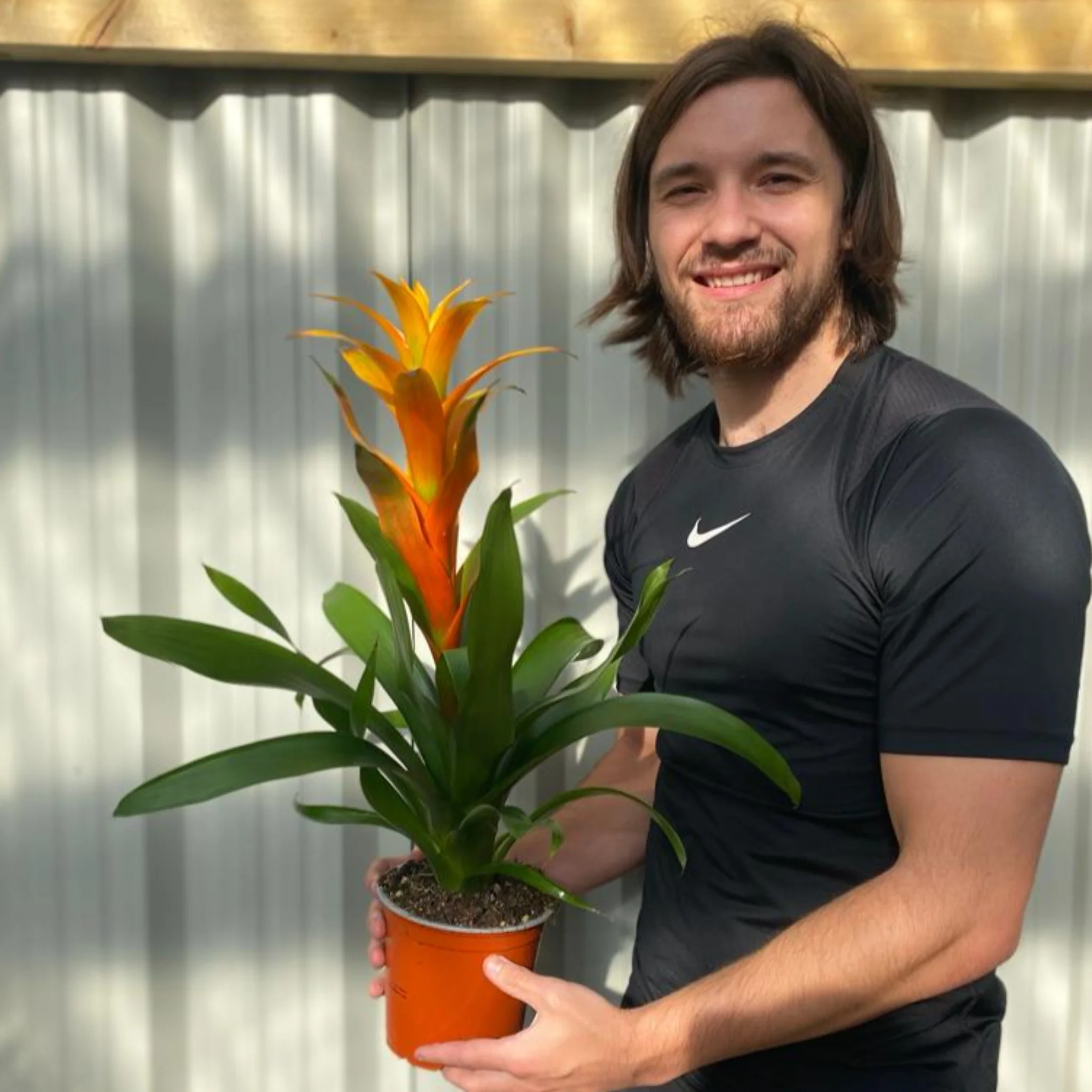 Guzmania amaretto - Yellow / Orange - Image 2