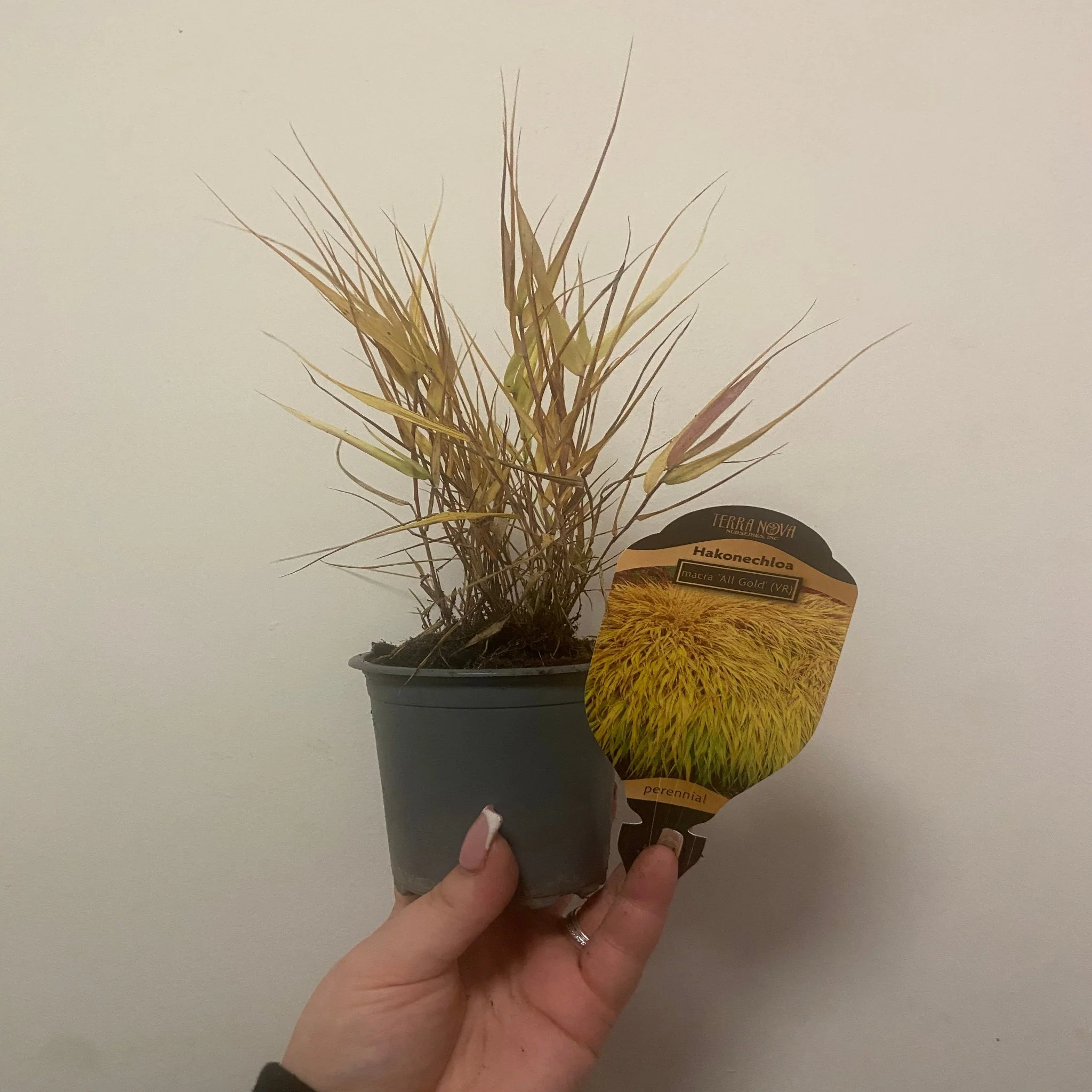 Hakonechloa macra 'Allgold' Grass 9cm / 2L - Image 2