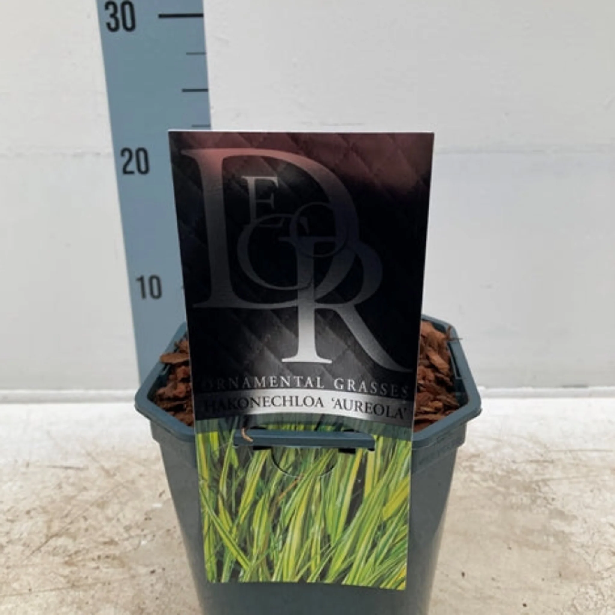 Hakonechloa macra 'Aureola' Grass 2L - Image 3