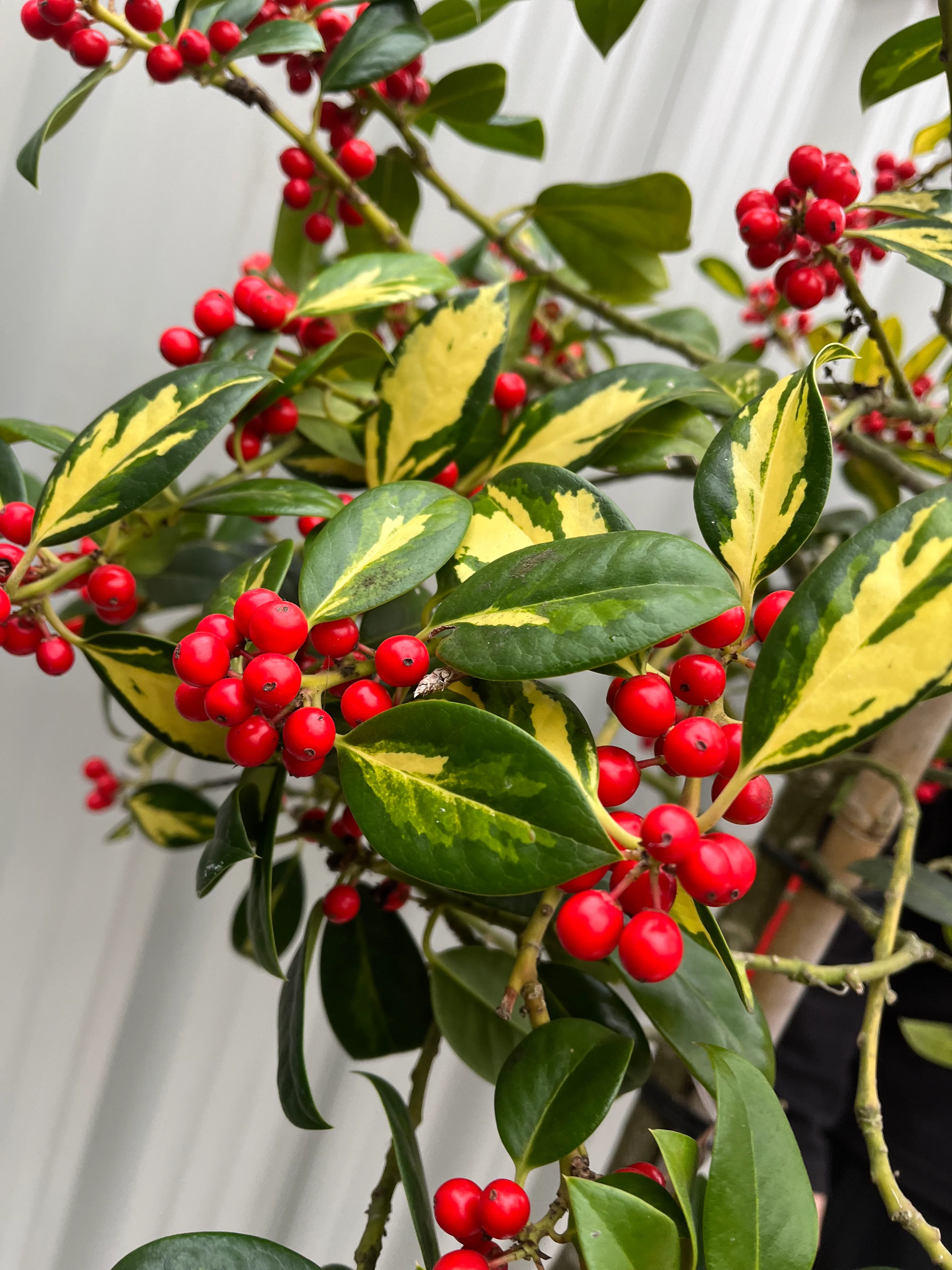 Half Standard Standard Holly Tree | Ilex aquifolium 'Gold Flash' | 160-180cm 7.5L - Image 2
