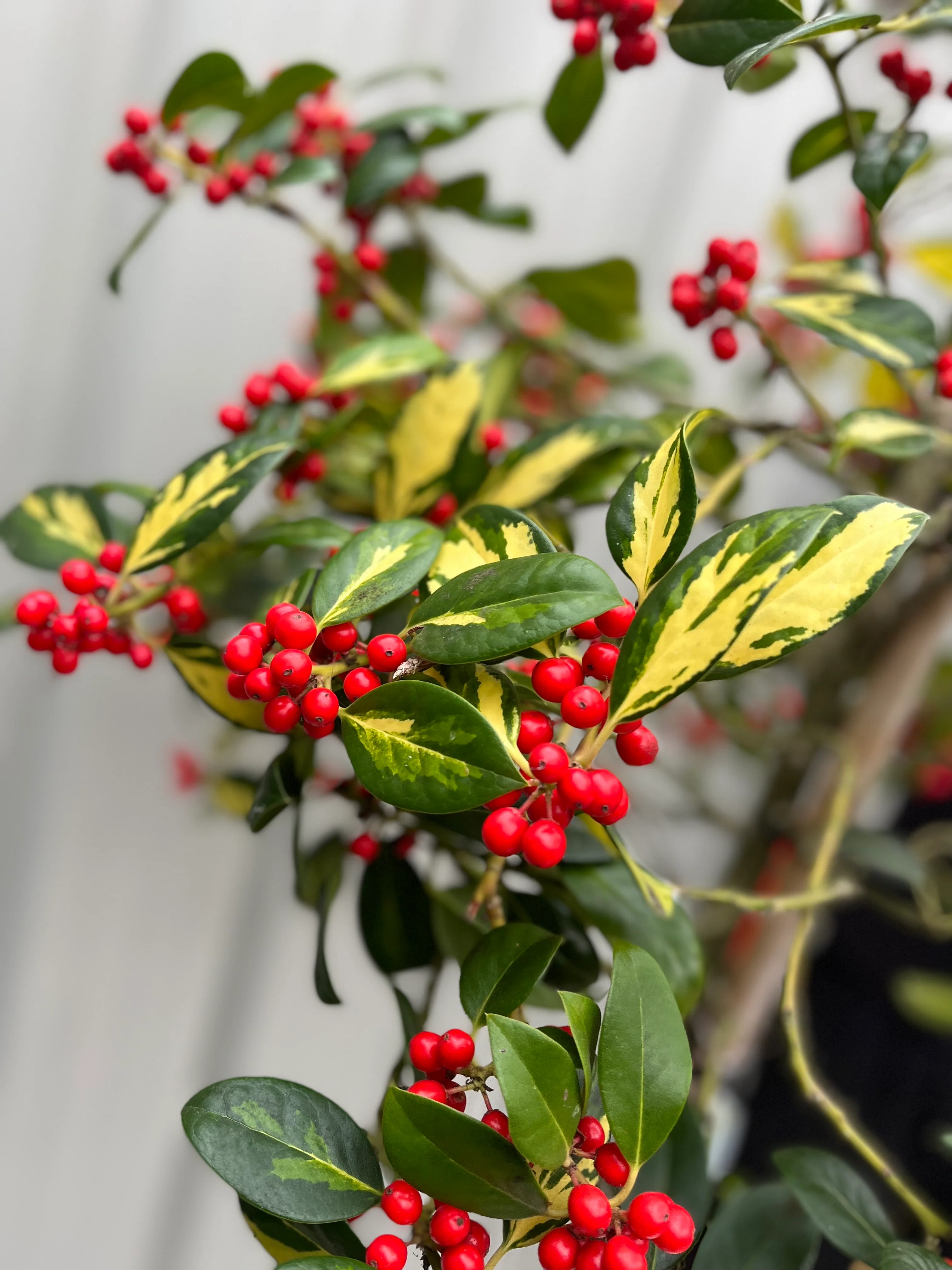 Half Standard Standard Holly Tree | Ilex aquifolium 'Gold Flash' | 160-180cm 7.5L - Image 3