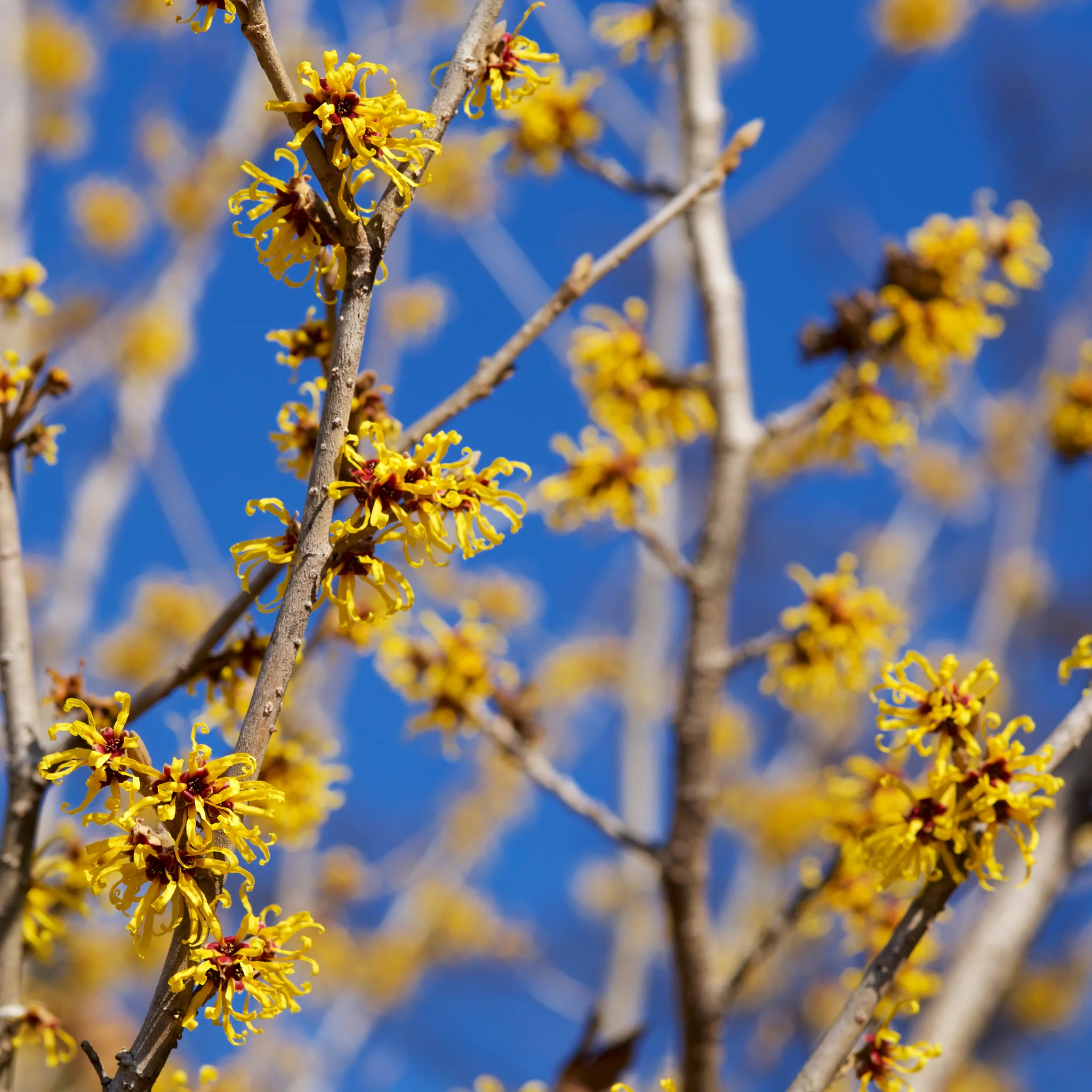 Hamamelis - Pallida (Witch Hazel) 2L/5L - Image 2