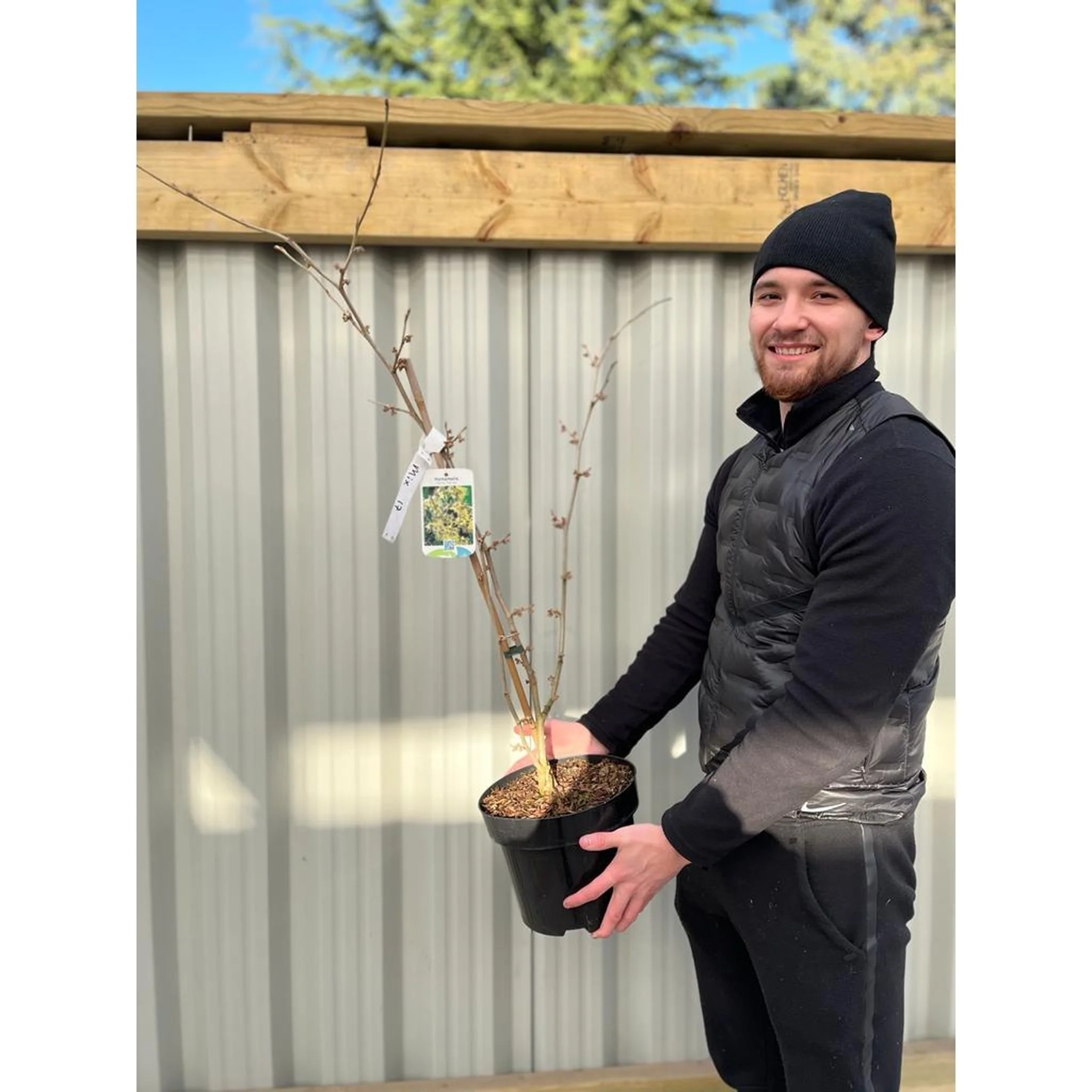 Hamamelis - Pallida (Witch Hazel) 2L/5L - Image 3