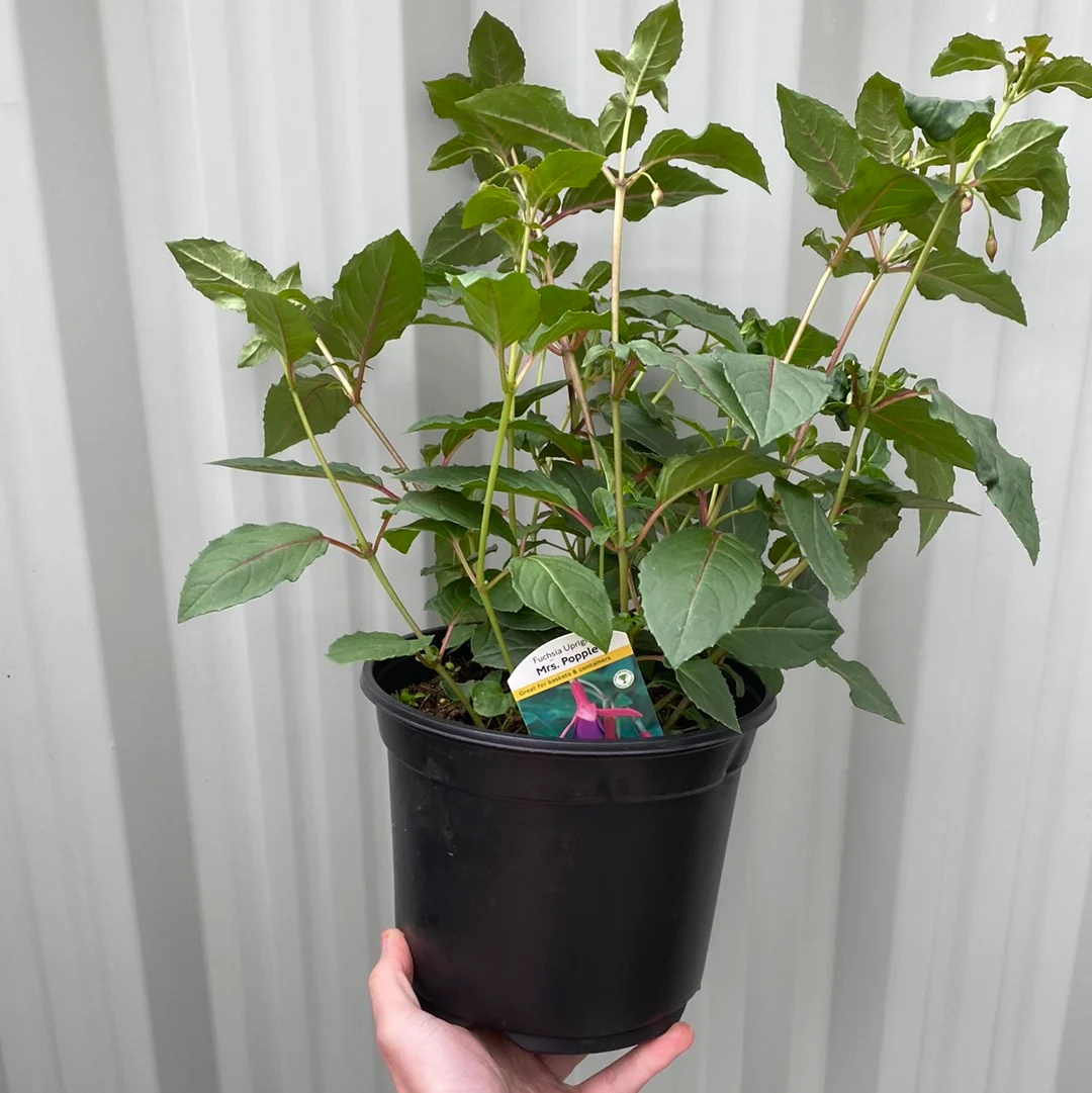 Hardy Fuchsia 'Mrs Popple' 9cm / 2L - Image 3